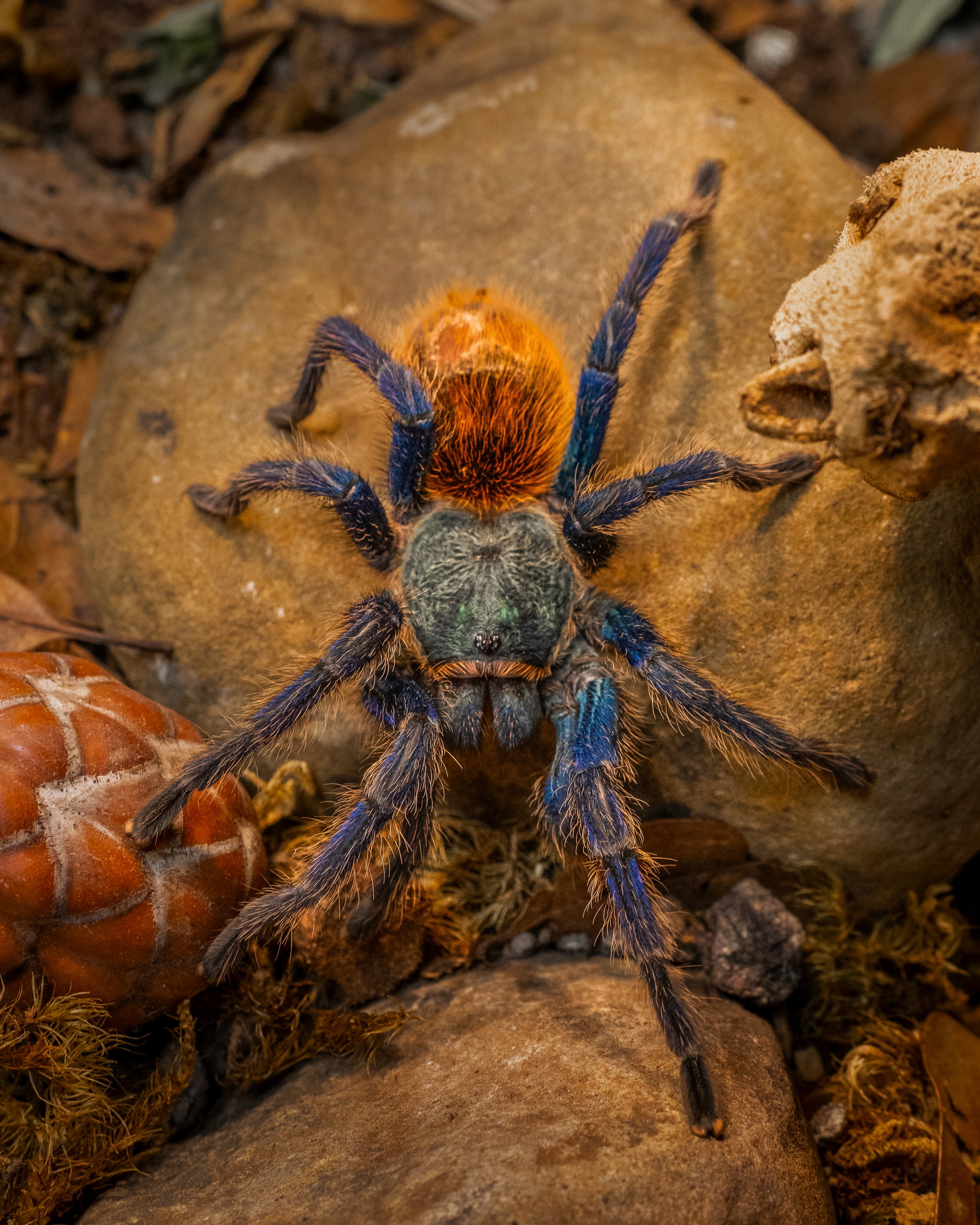 Green Bottle Blue Portrait 16x20