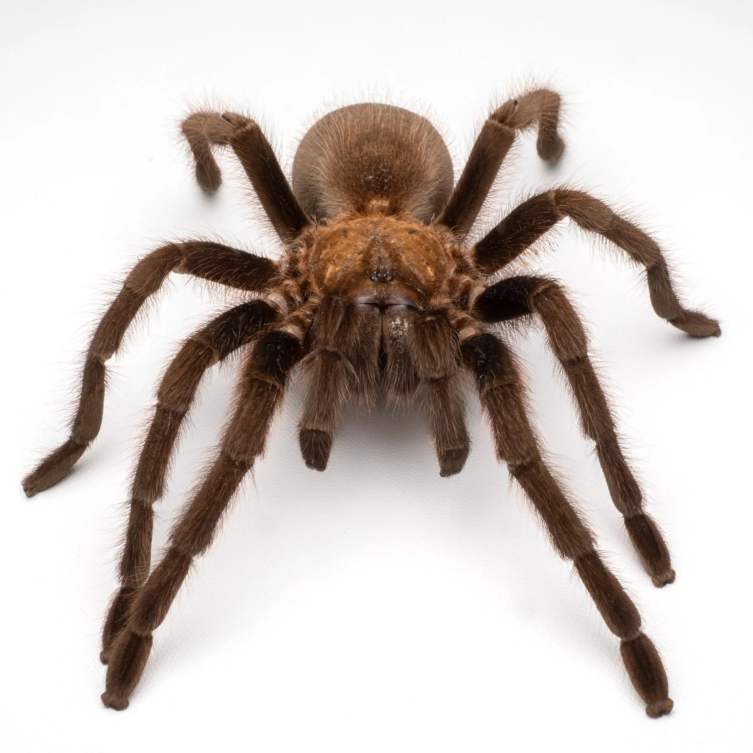 Texas Tan Aphonopelma anax — The Tarantula Collective