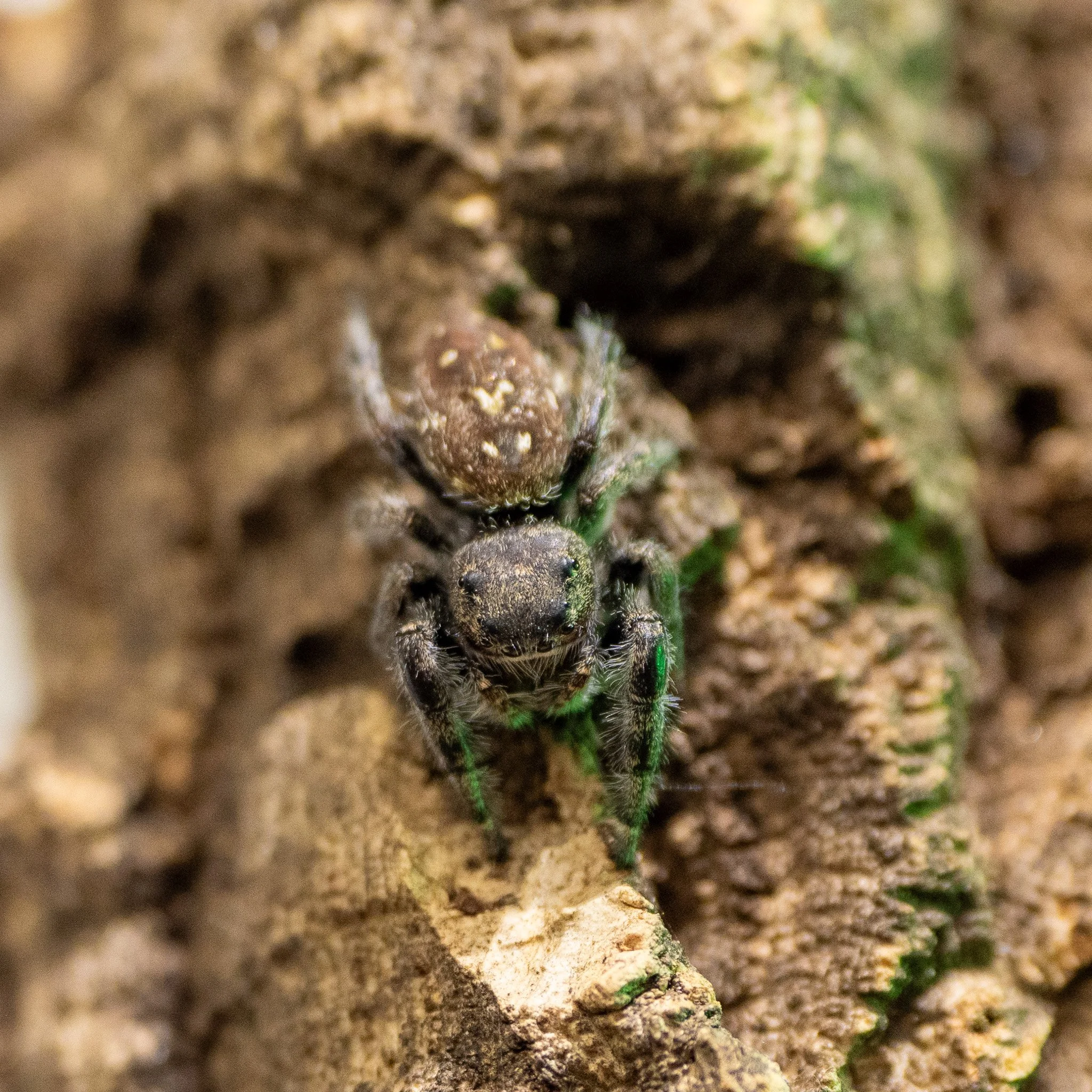 Phidippus purpuratus - Purple Jumping Spider