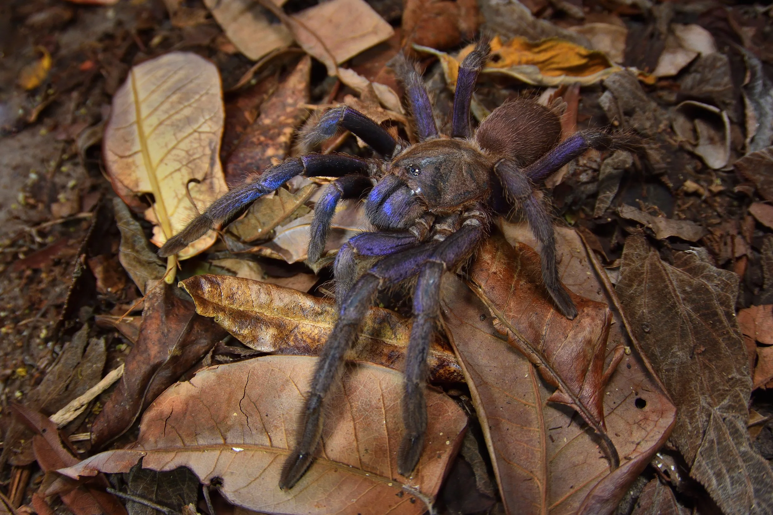 Chilobrachys dyscolus - Vietnam Blue - 0.5" Spiderling