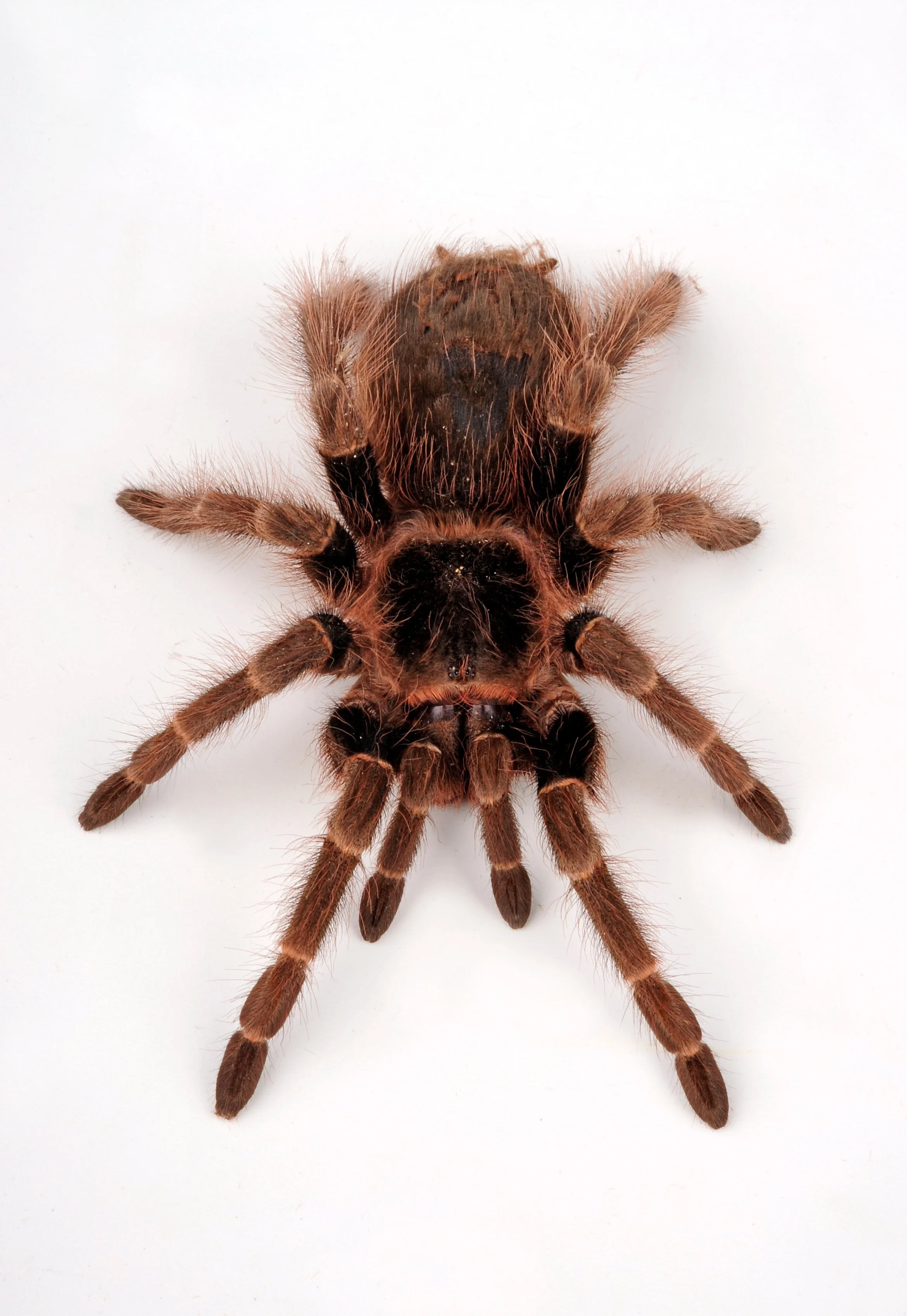 Nhandu carapoensis - Brazilian Red Tarantula - Female