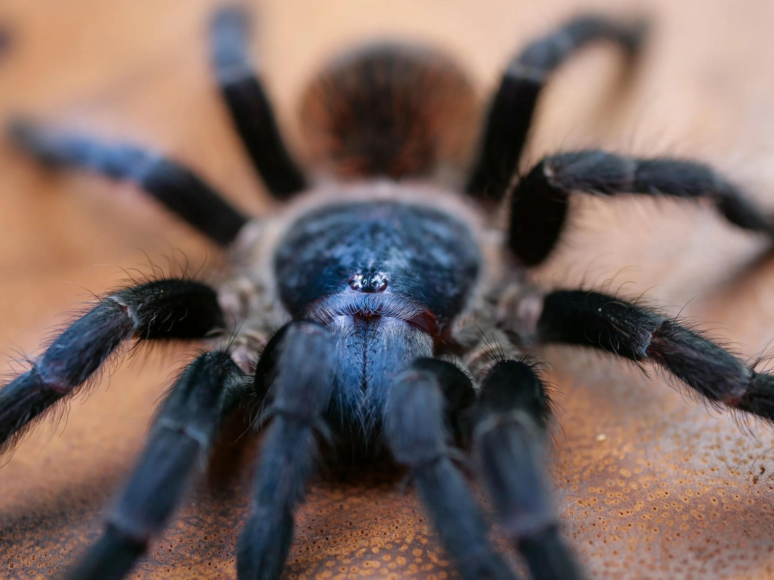 Lasiocyano sazimai - Brazilian Blue - 0.75" Spiderling