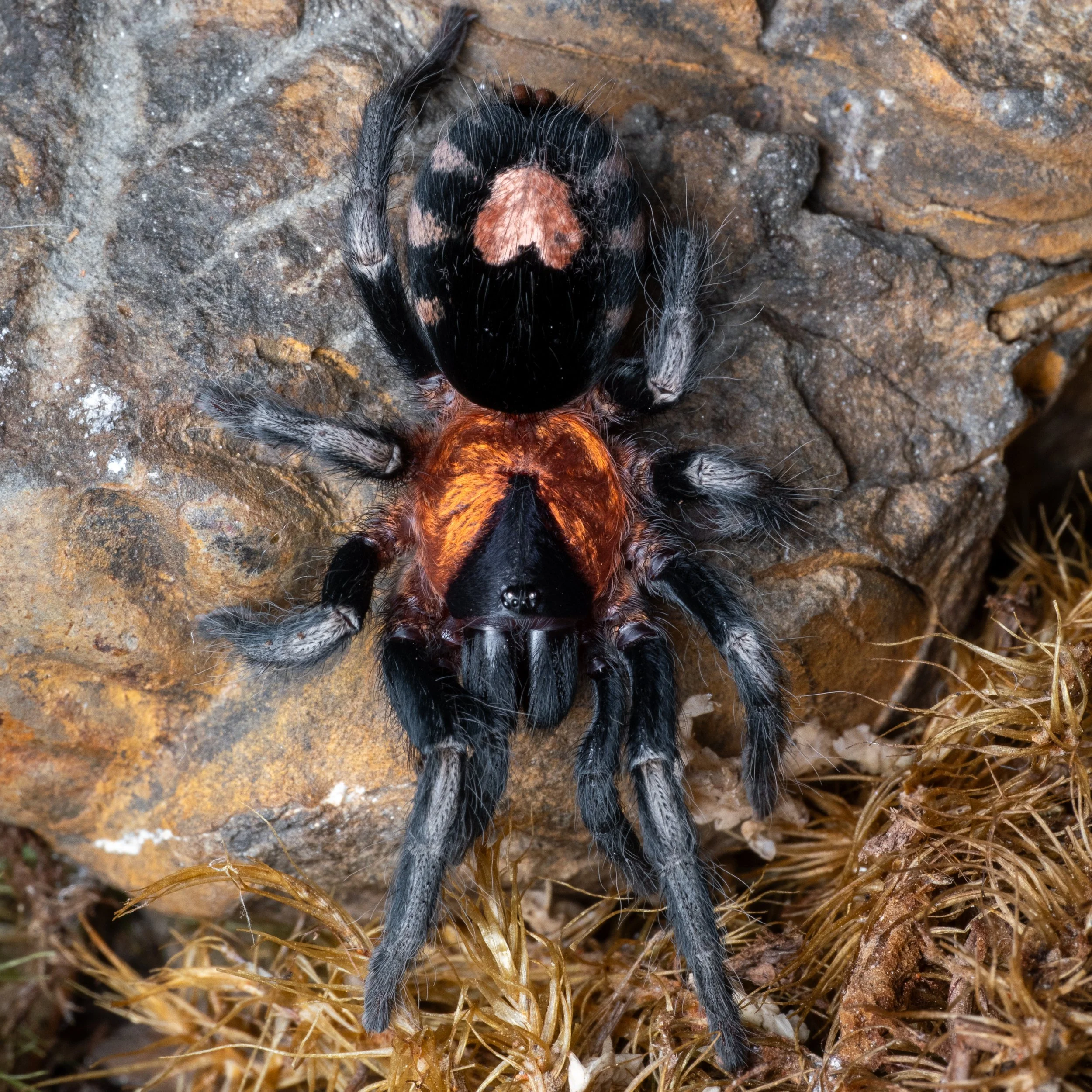 Cyriocosmus elegans - Trinidad Dwarf - 0.125" Spiderling
