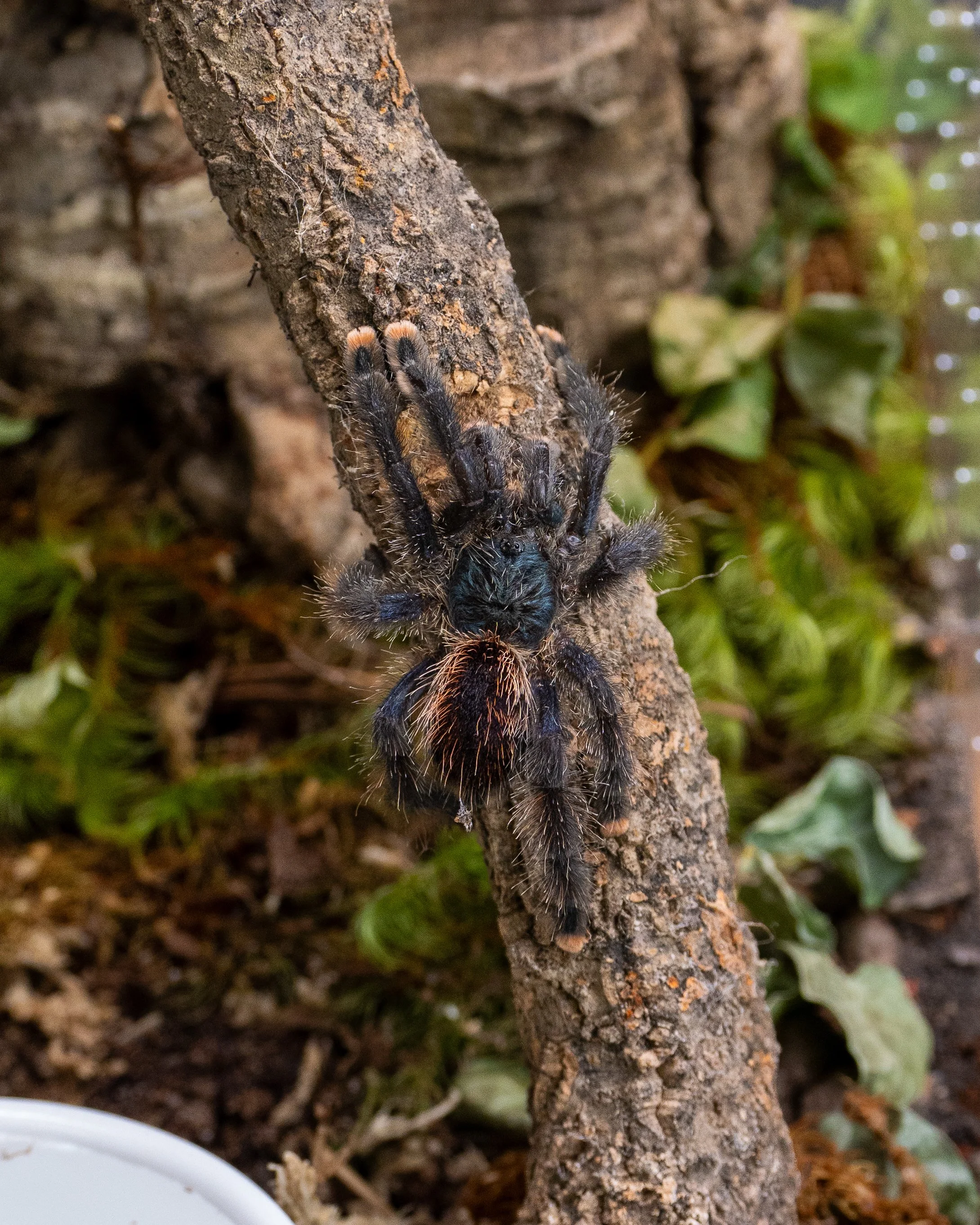 Avicularia avicularia - Guyana Pinktoe - 2-3" w/ Repti Cribs Exhibit Line Gecko Enclosure