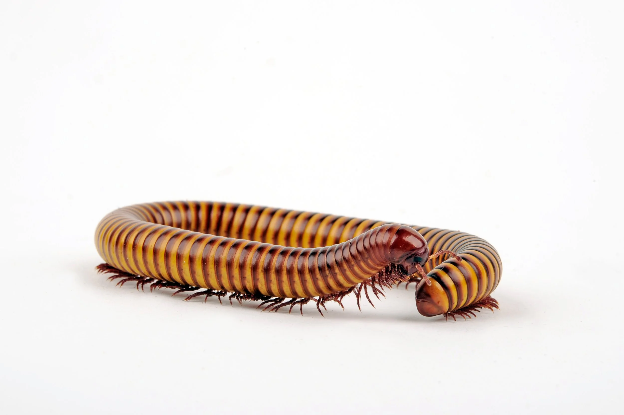 AdobeStock_237806857.jpeg