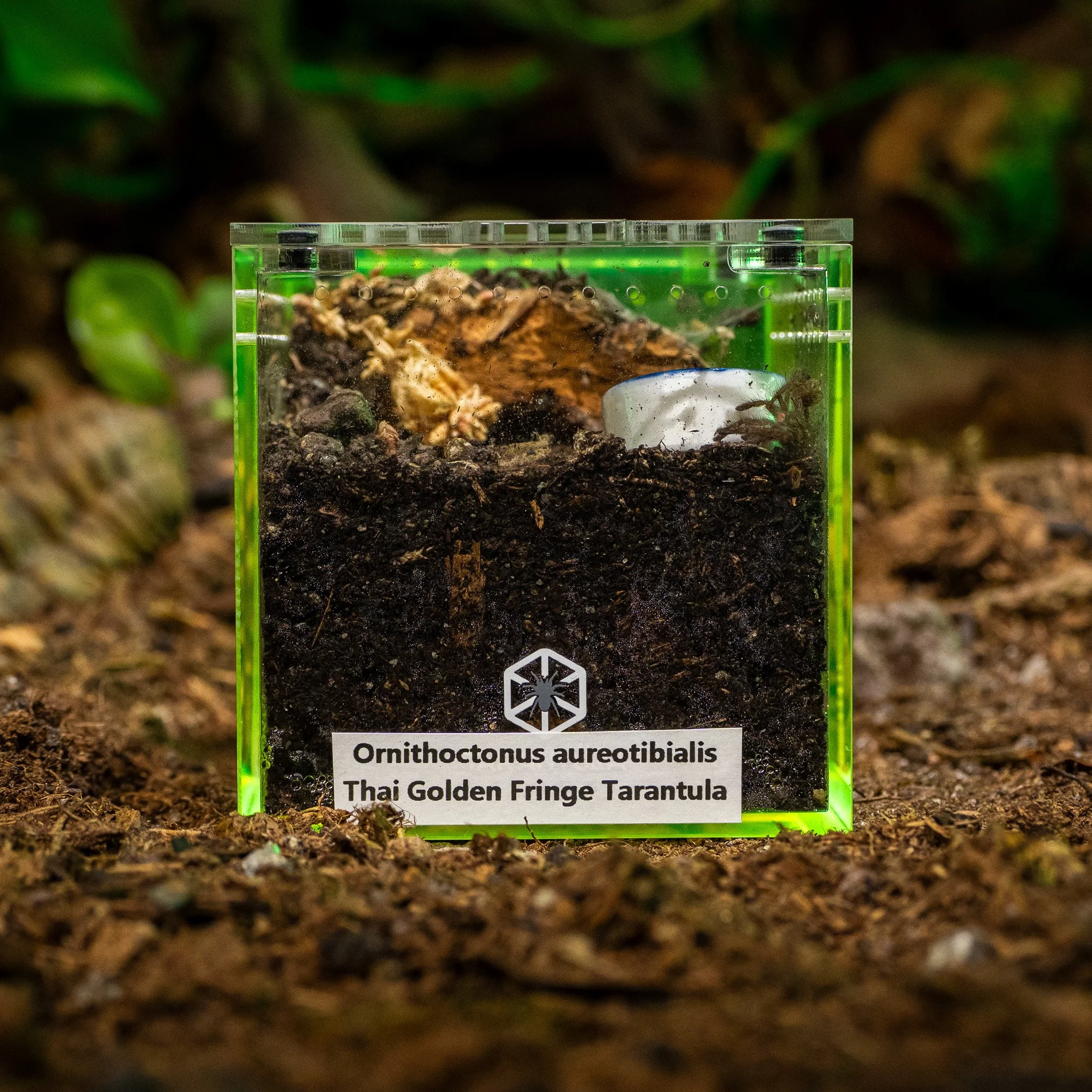 Ornithoctonus aureotibialis - Thai Golden Fringe Tarantula