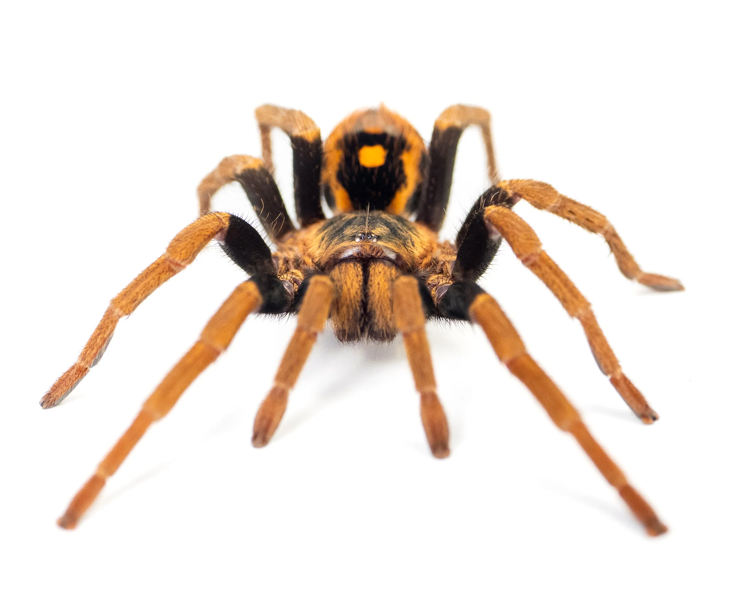 Hapalopus guerreroi - Guerrero's Speckle Patch - 0.375" Spiderling