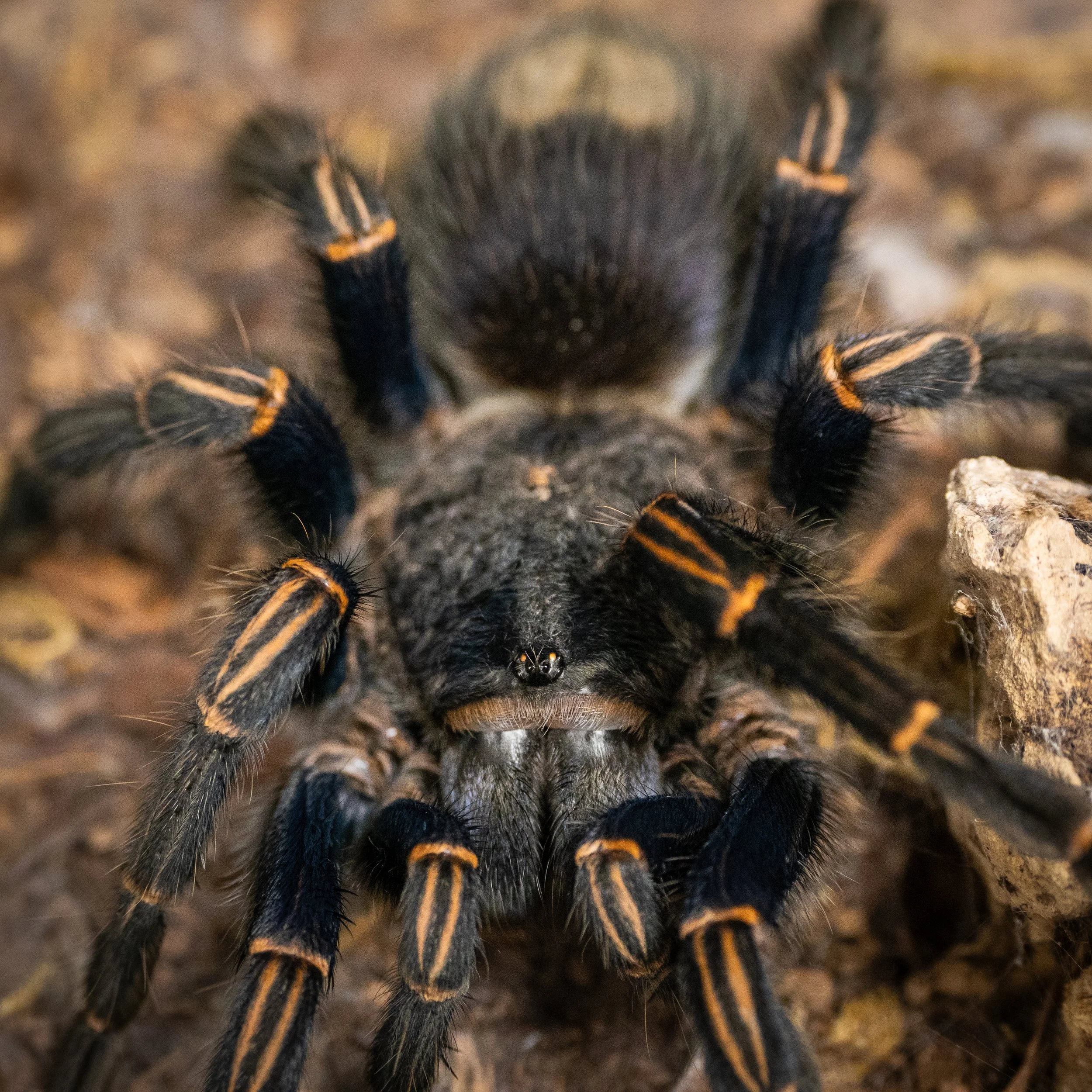 Warmiru lagunas - Peruvian Blue Tarantula - Adult Female