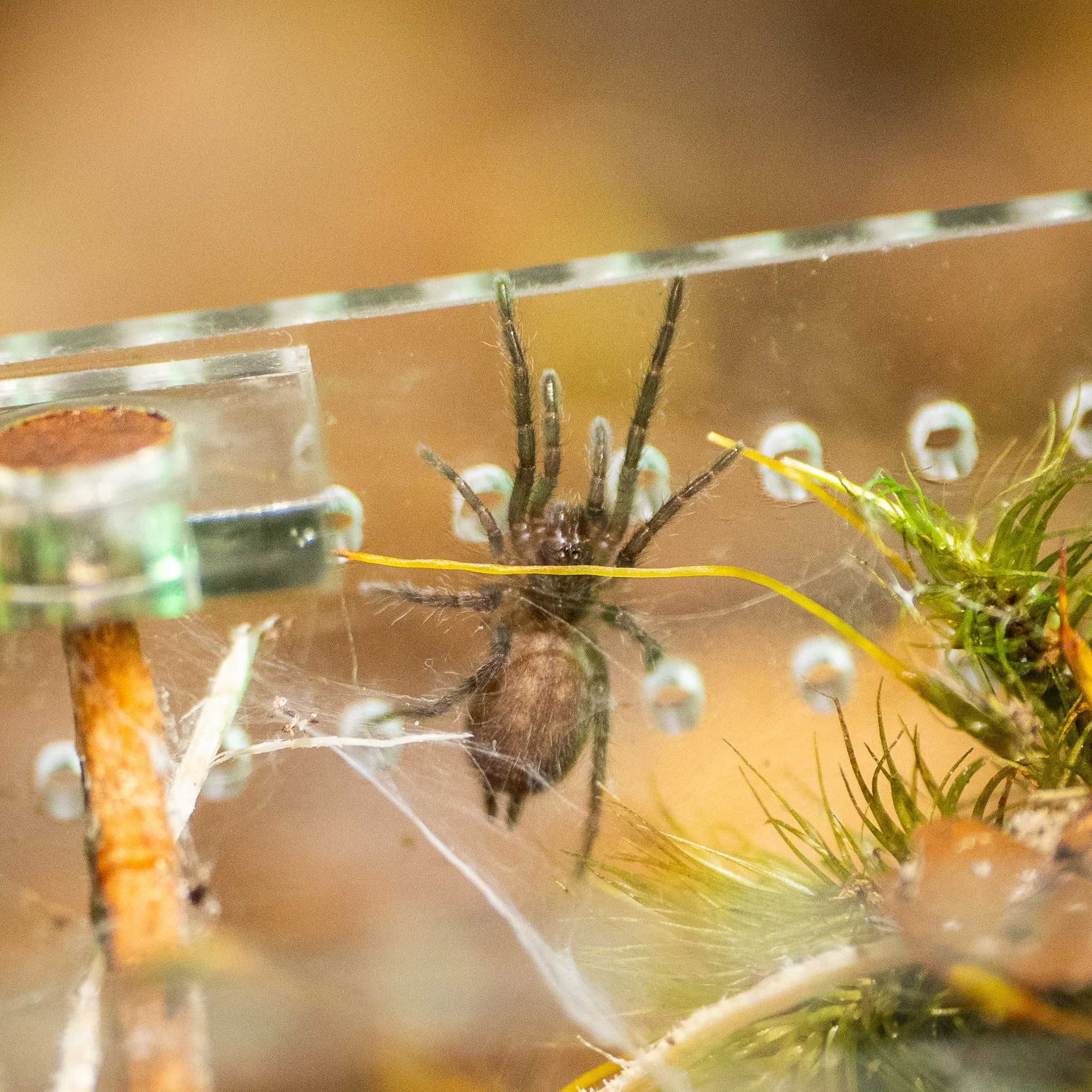 Heterothele villosella - Tanzanian Chestnut Baboon Tarantula