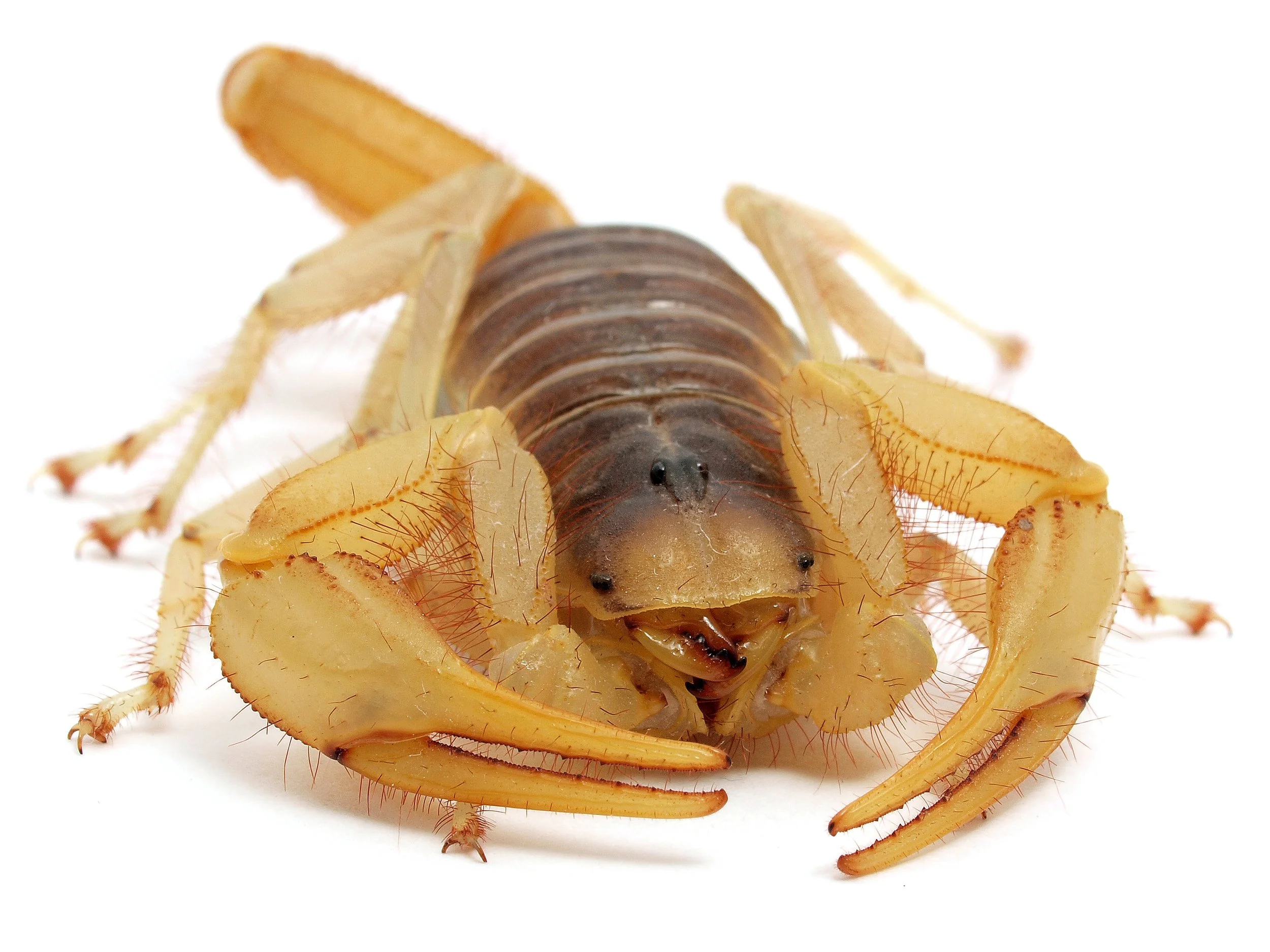 Hadrurus arizonensis - Desert Hairy Scorpion