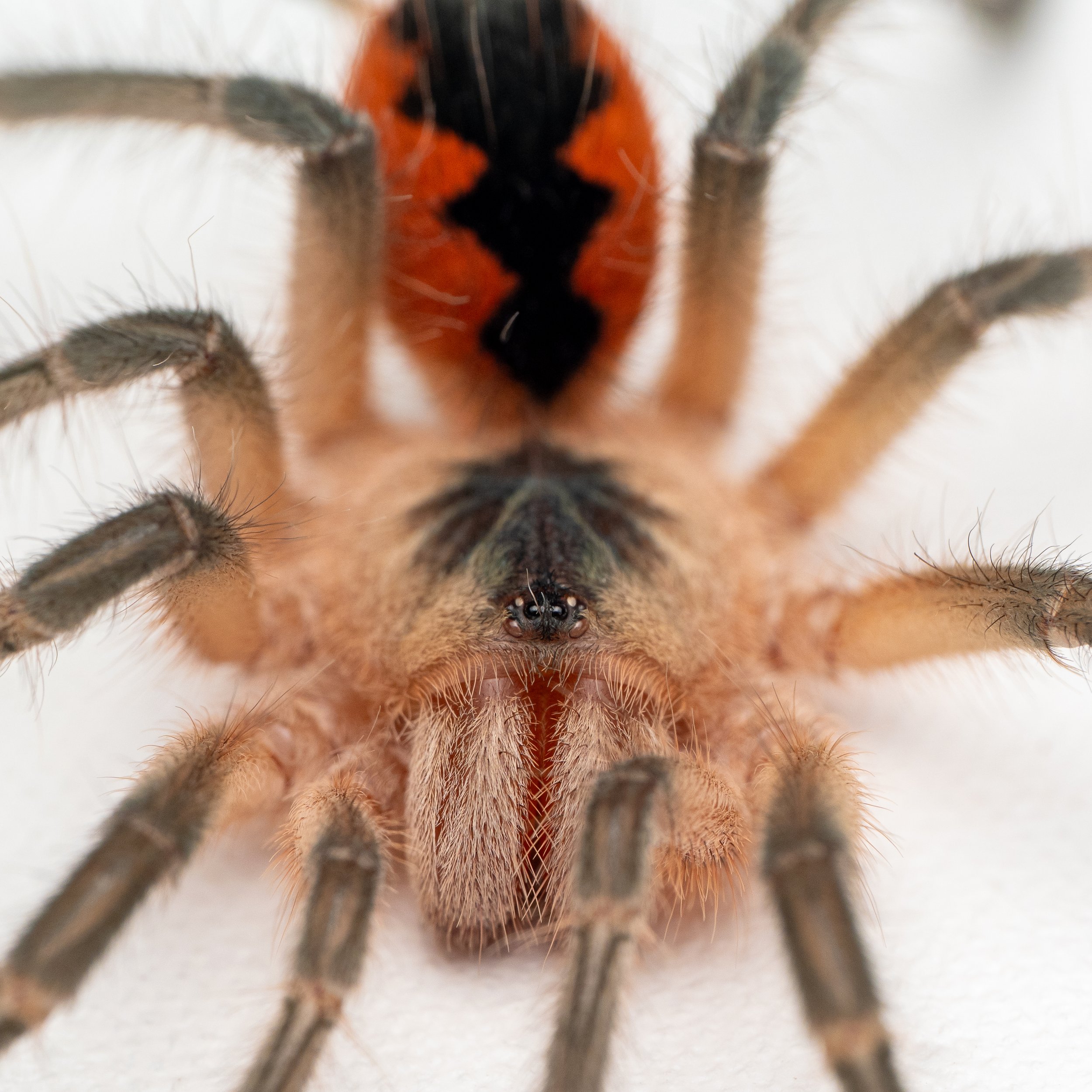 Pamphobeteus sp. "Cascada" - Cascada Birdeater - 1" w/ Tarantula Cribs 6" Cube