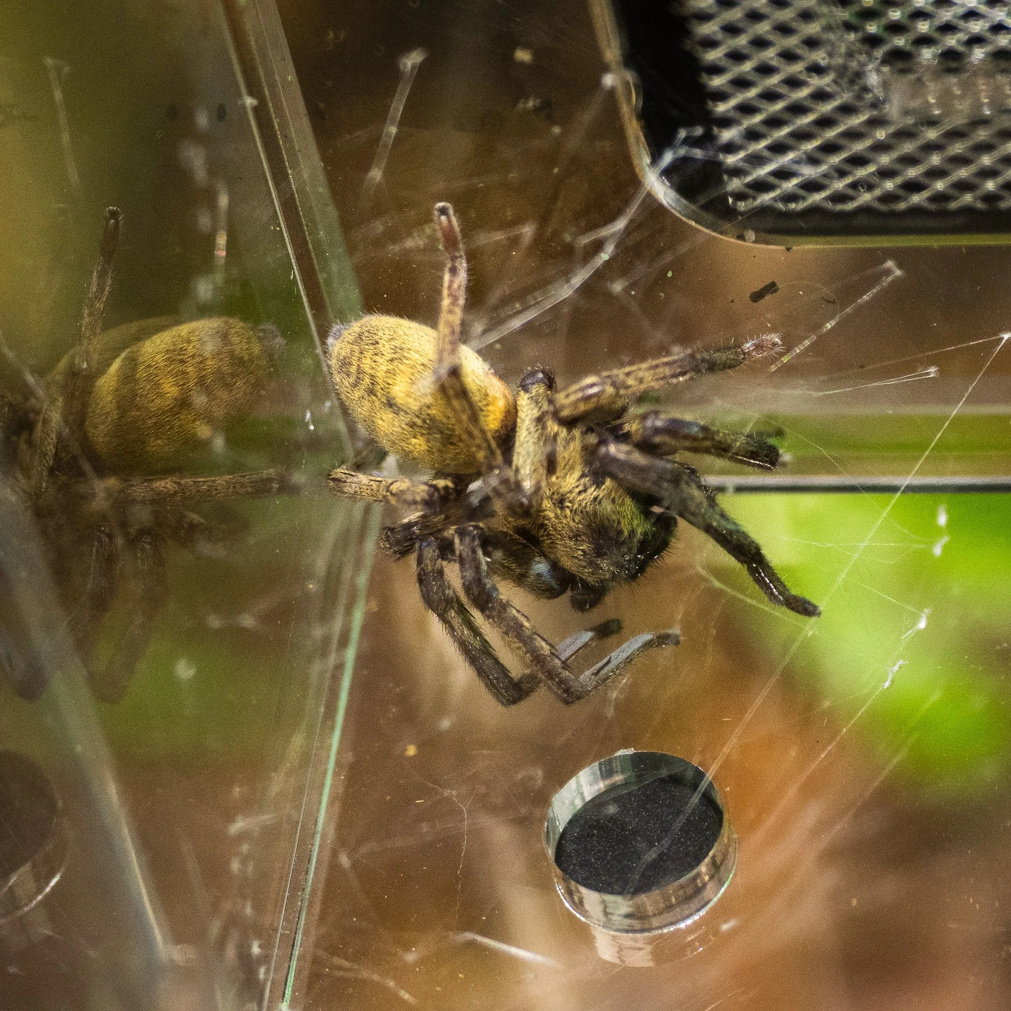 Thelcticopis severa - Green Huntsman Spider