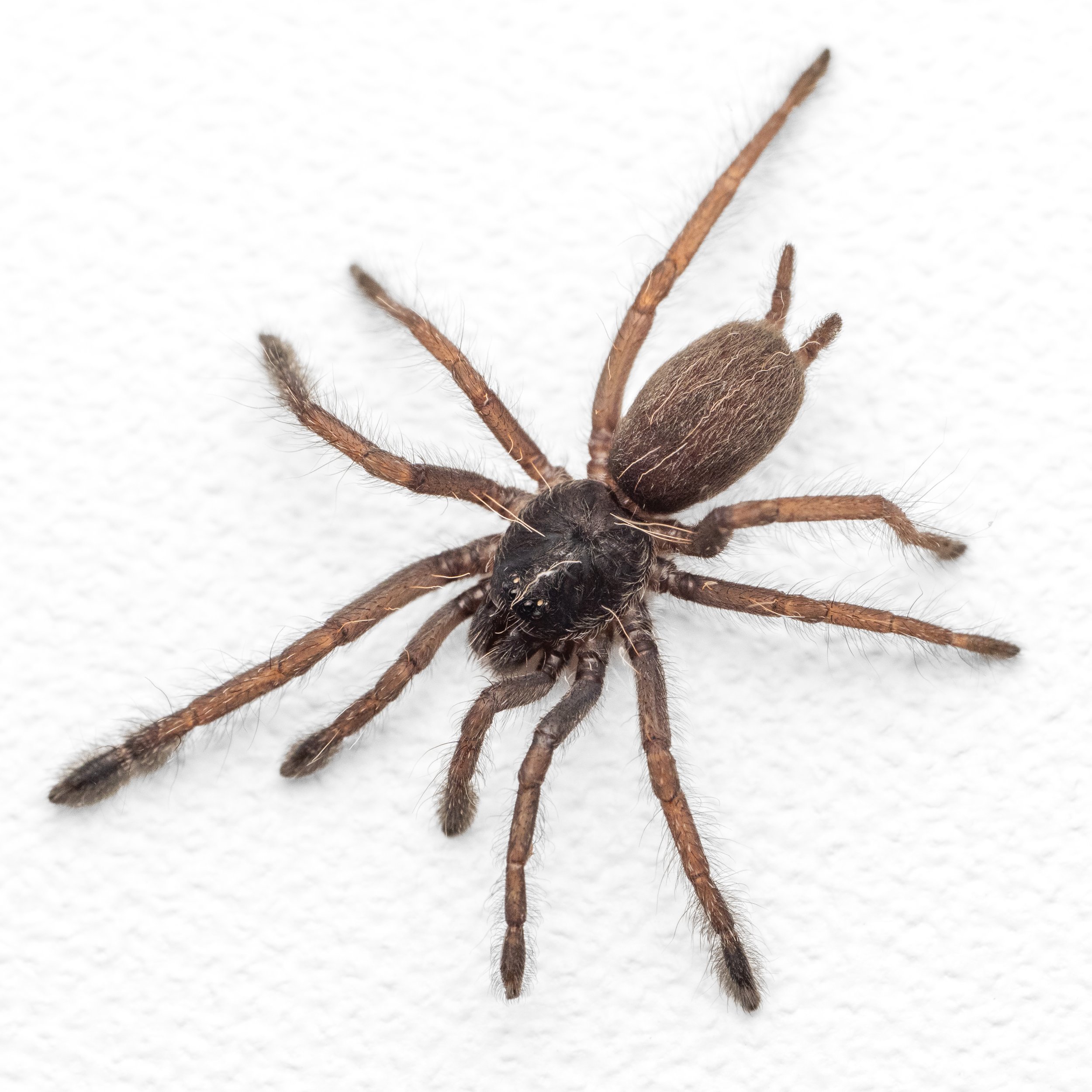 Tapinauchenius cupreus - Copper Tree Spider - 0.5" Spiderling