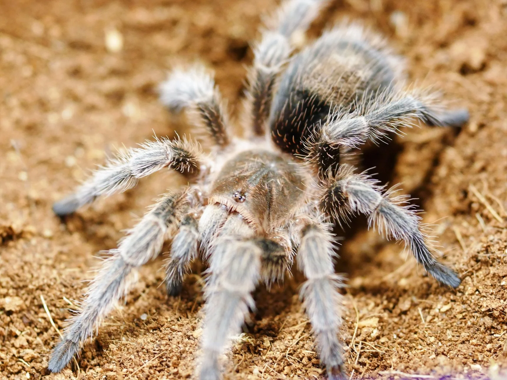 Grammostola rosea "NCF" - Common Rose Hair - 0.5" Spiderling
