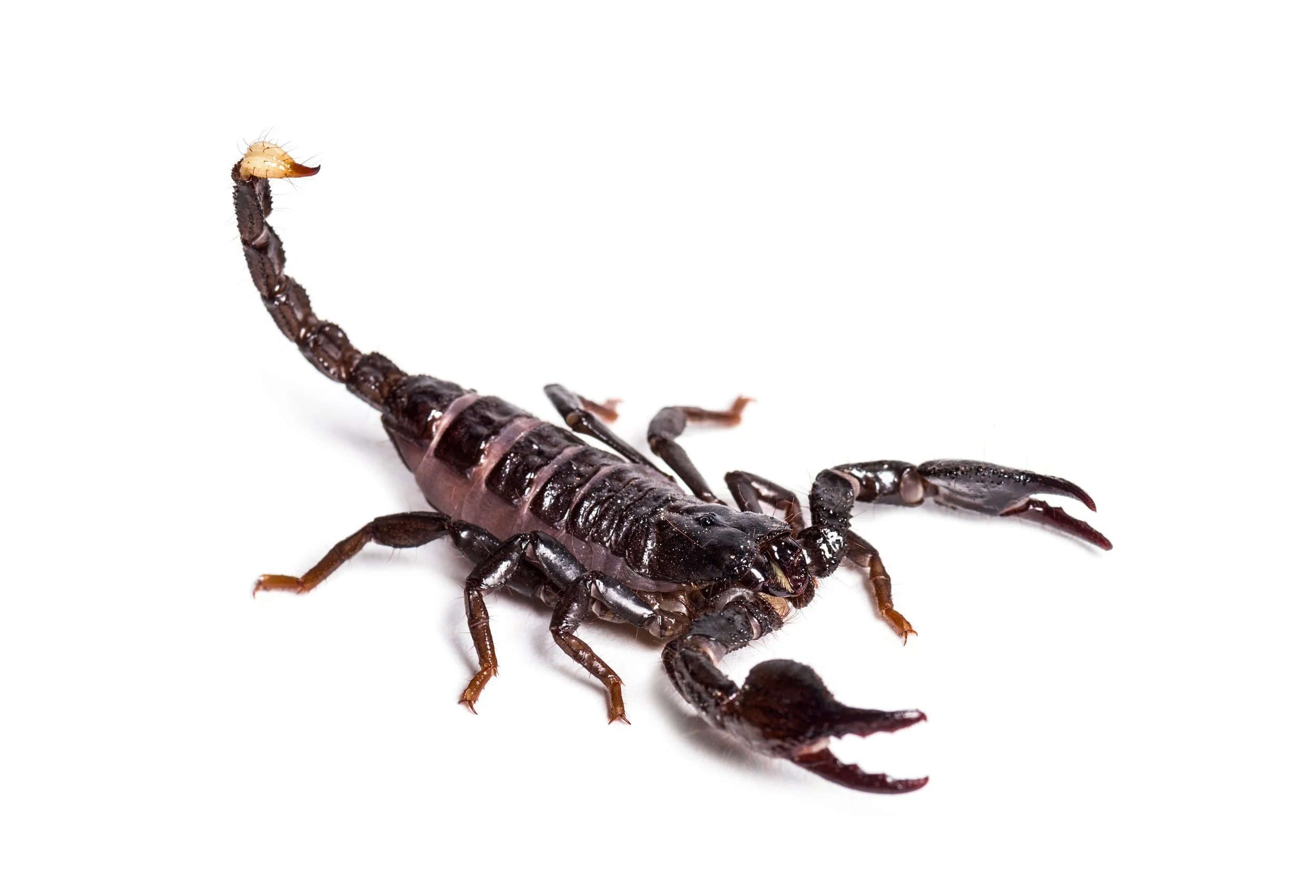 Pandinopsis dictator - Dictator Scorpion