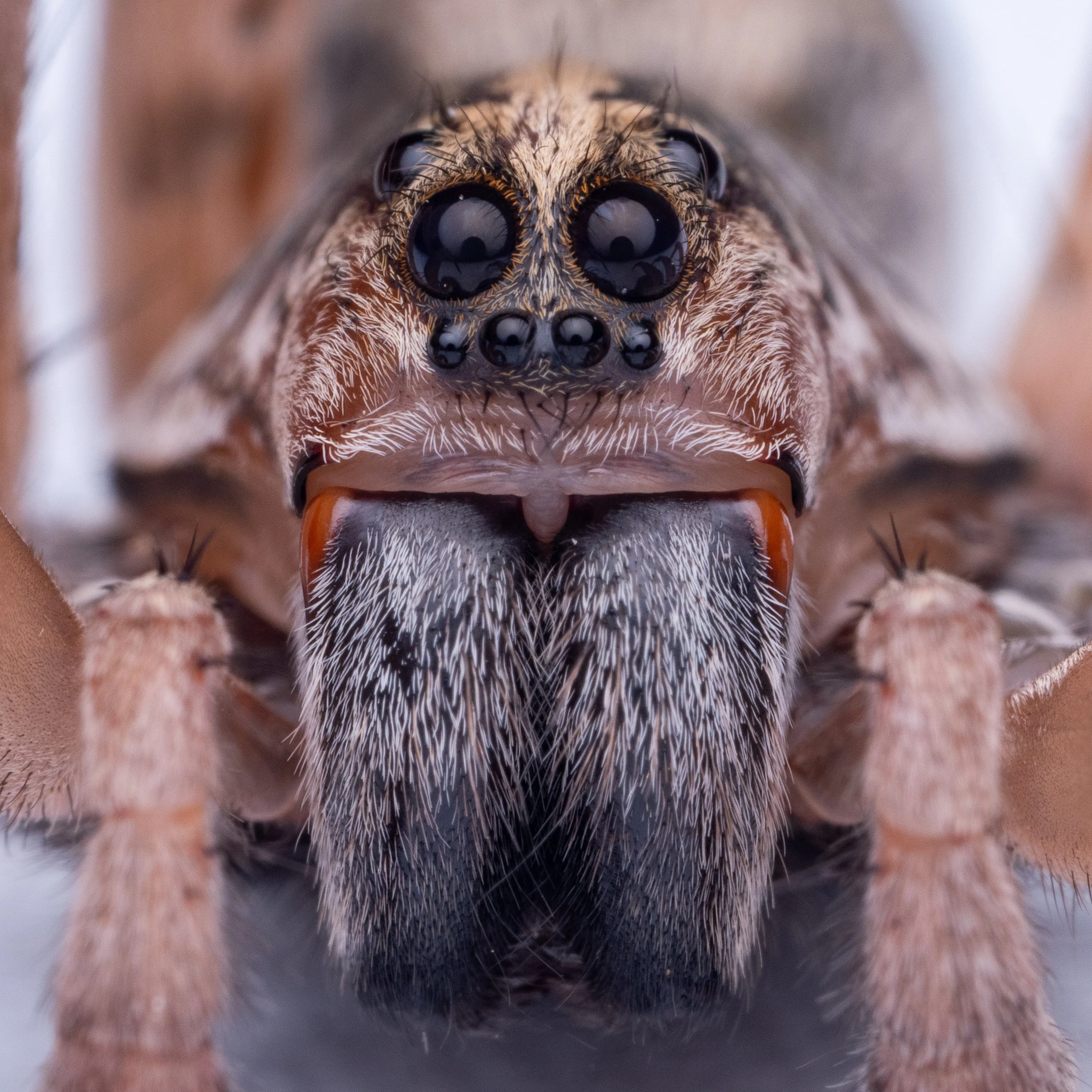 Head-On - Carolina Wolf Spider 12x12