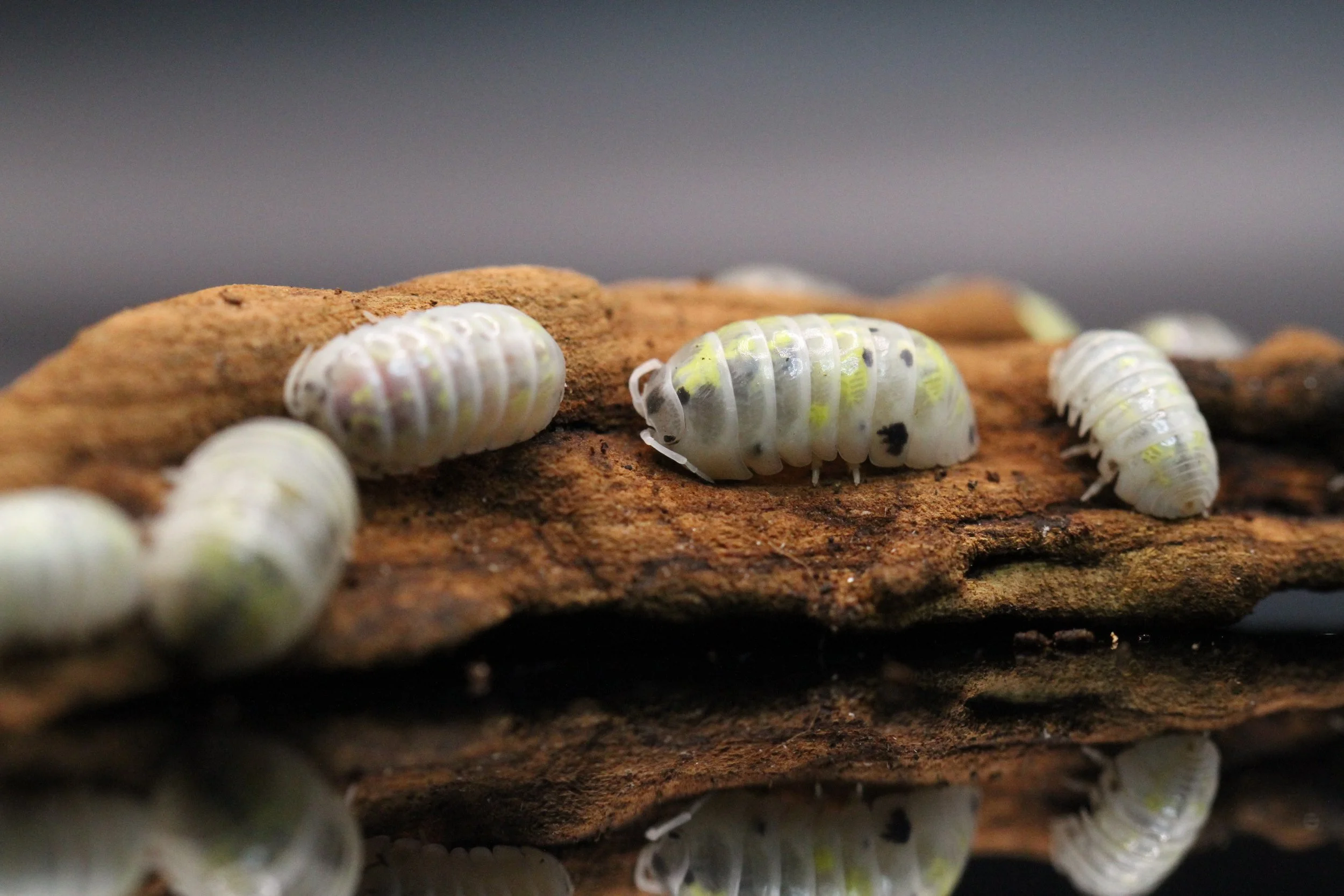 Armadillidium vulgare "Magic Potion" - Japanese Magic Potion Isopods - 10+ Colony