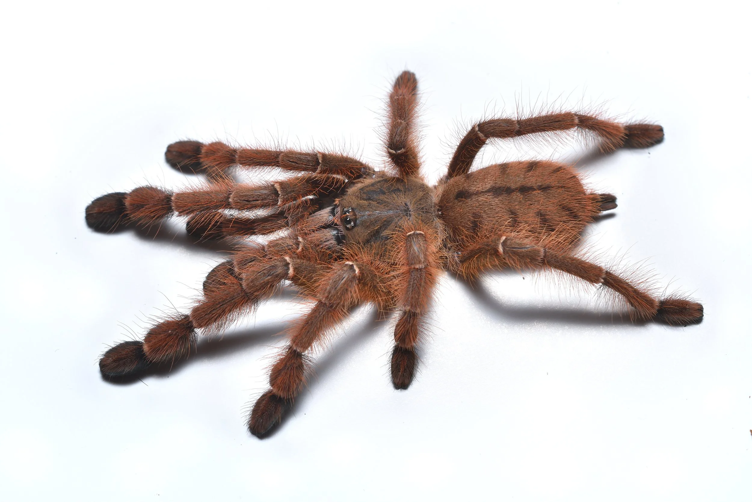 Aspinochilus rufus - Peach Earth Tiger - 0.5"+ w/ Tarantula Cribs Coffin
