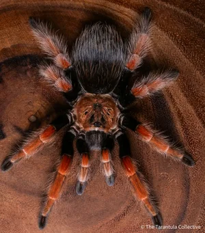 Mexican Fireleg Tarantula Brachypelma Boehmei The Tarantula Collective mexican-fireleg-tarantula-brachypelma-boehmei-the-tarantula-collective