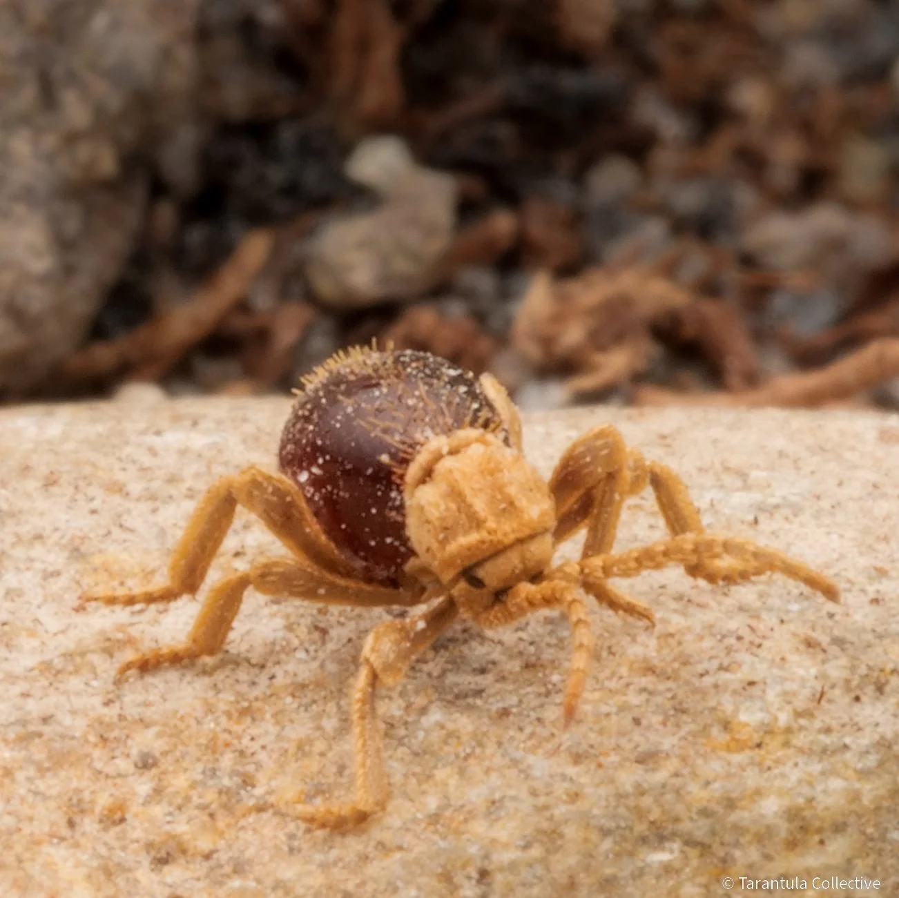 Mezium affine - Shiny Spider Beetles