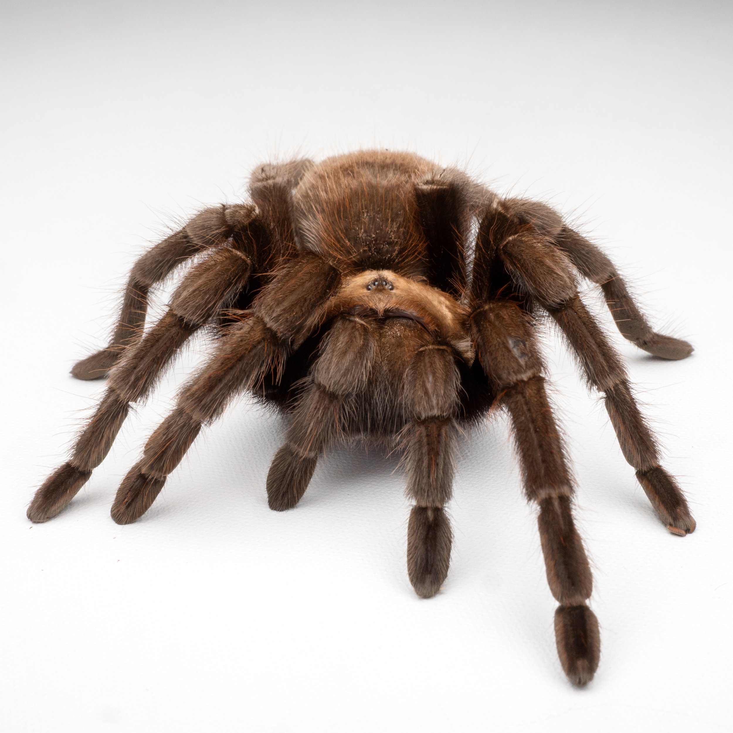 Texas Tan Aphonopelma anax — The Tarantula Collective