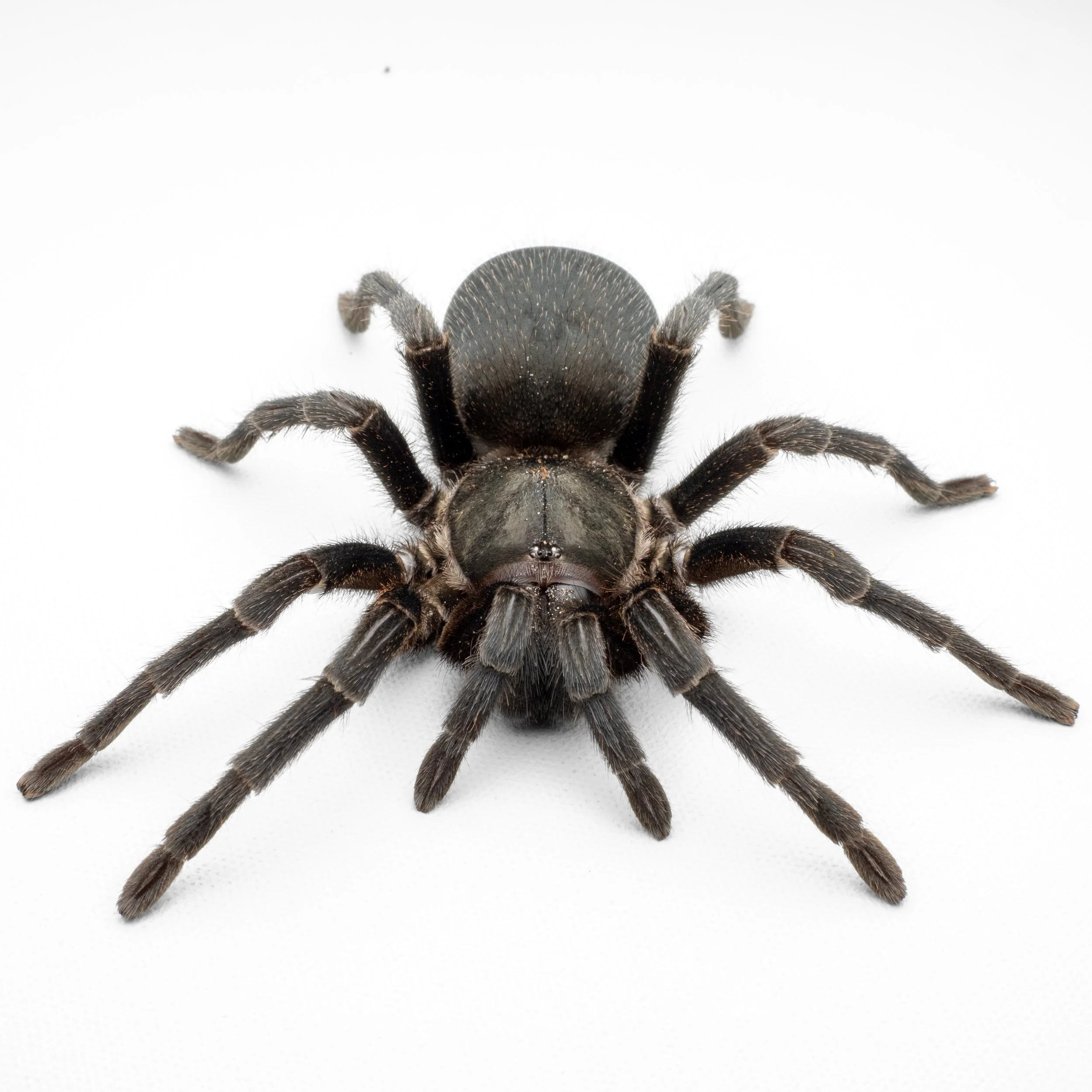 Chaetopelma olivaceum - Middle East Gold - 3.5" Female w/ Glass Fossorial Enclosure