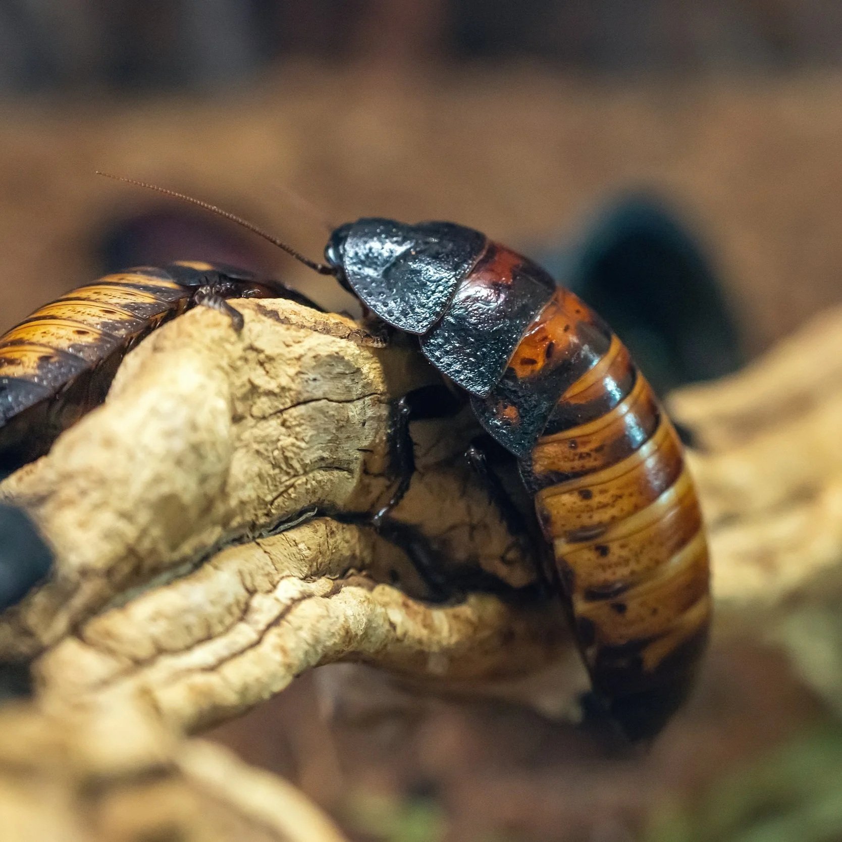 Gromphadorhina portentosa - Madagascar Hissing Cockroaches