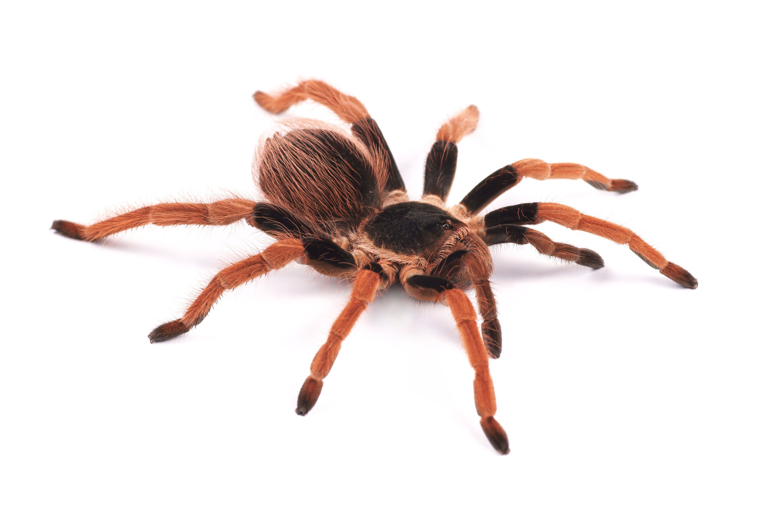 Megaphobema robustum - Colombian Giant Red-Leg - 1" w/ Tarantula Collective 3" Cube