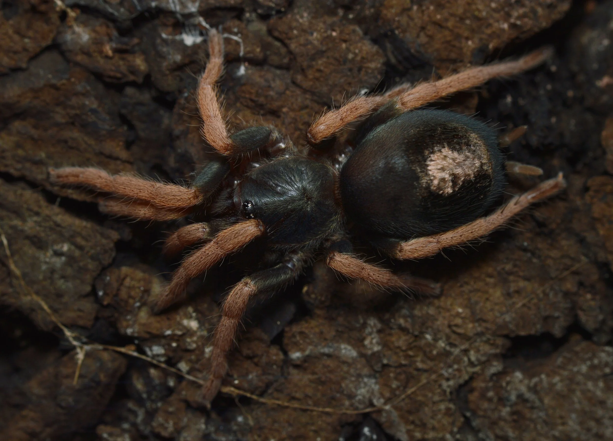 Kochiana brunnipes - Pink Dwarf - 0.125" Spiderling