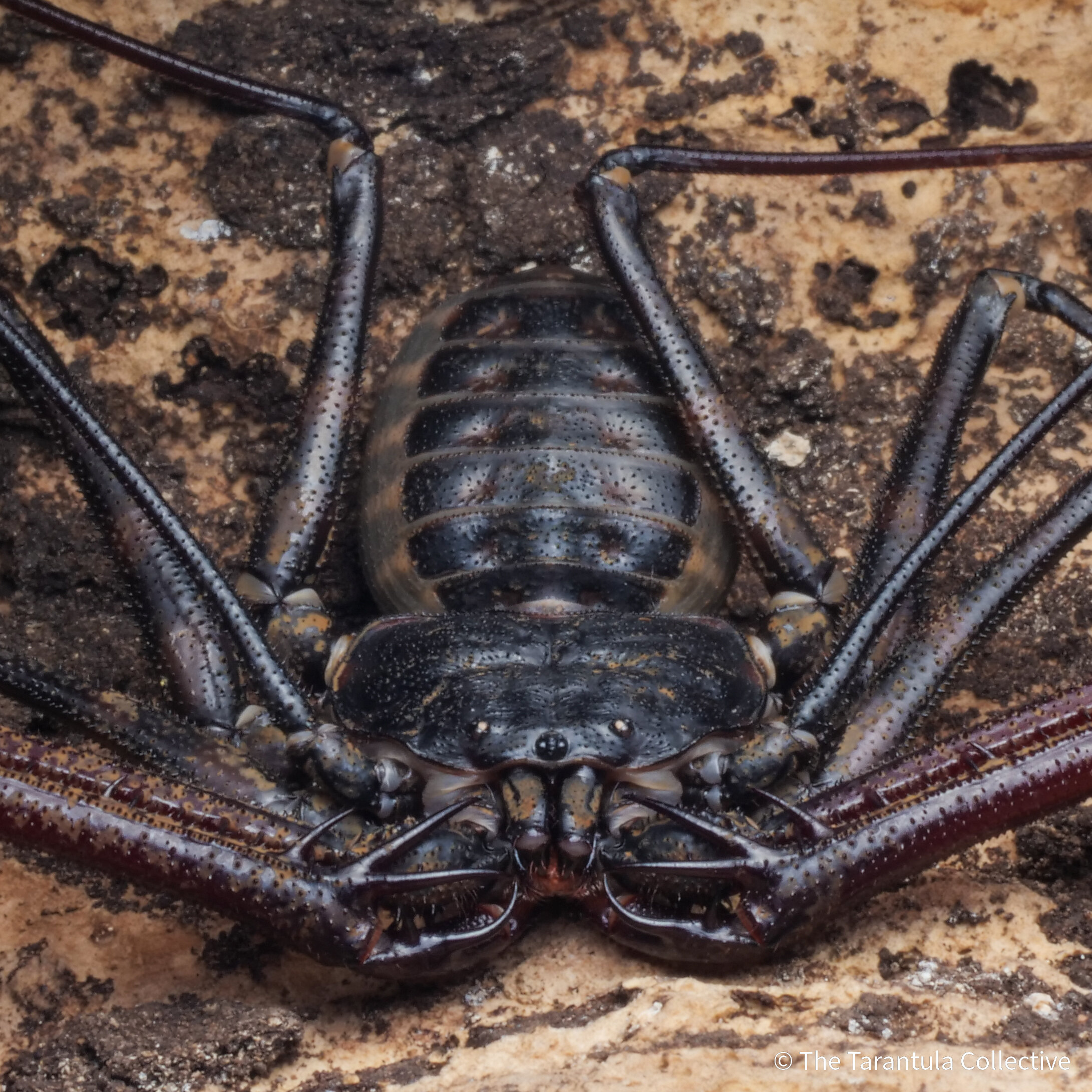 ♤️ Paciência Spider Scorpion