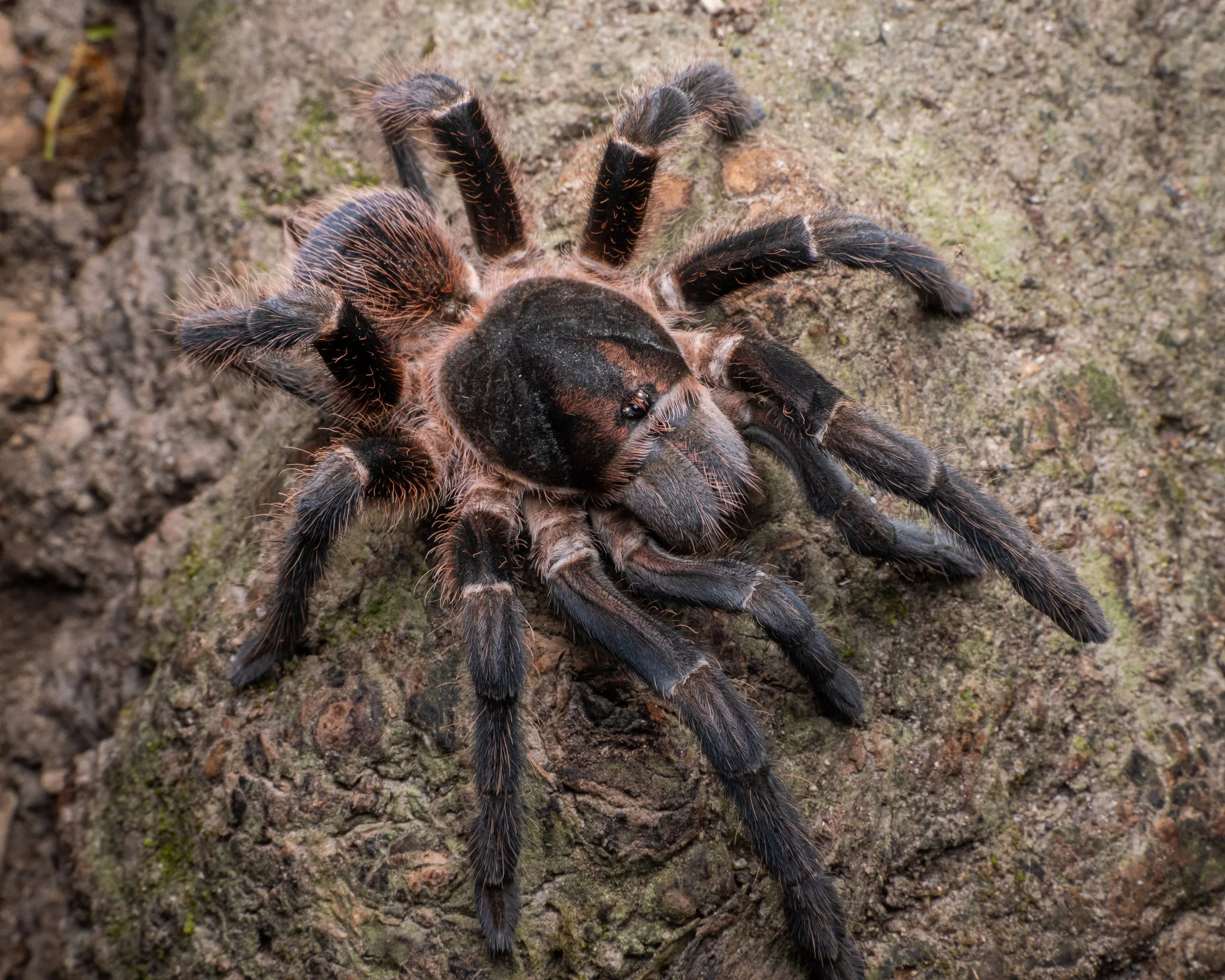 Acanthoscurria maga - Antilles Pink Patch