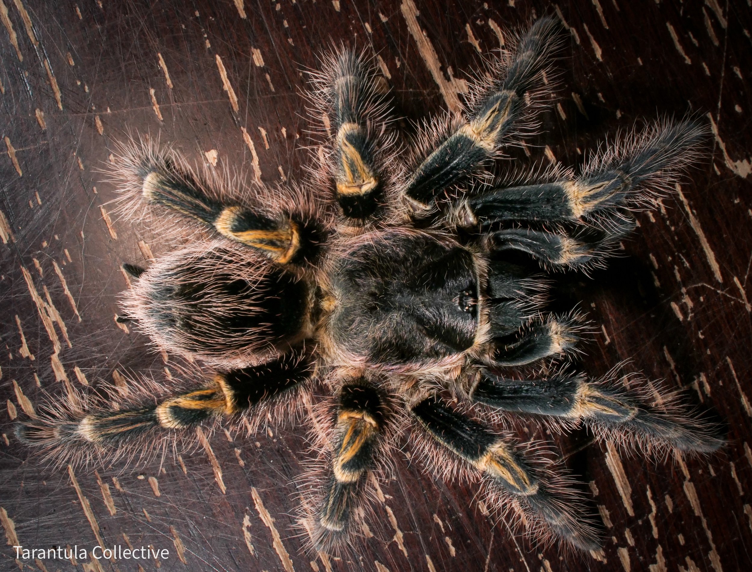 Grammostola pulchripes - Chaco Golden Knee - 0.5" w/ Tarantula Collective 3" Cube