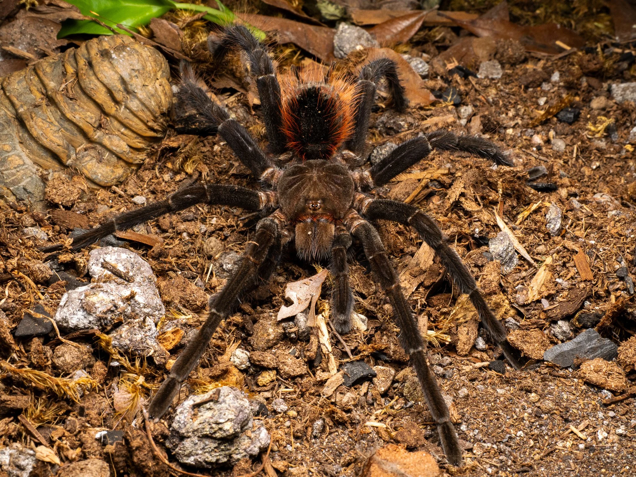 Megaphobema velvetosoma - Ecuadorian Brown Velvet Tarantula - Male