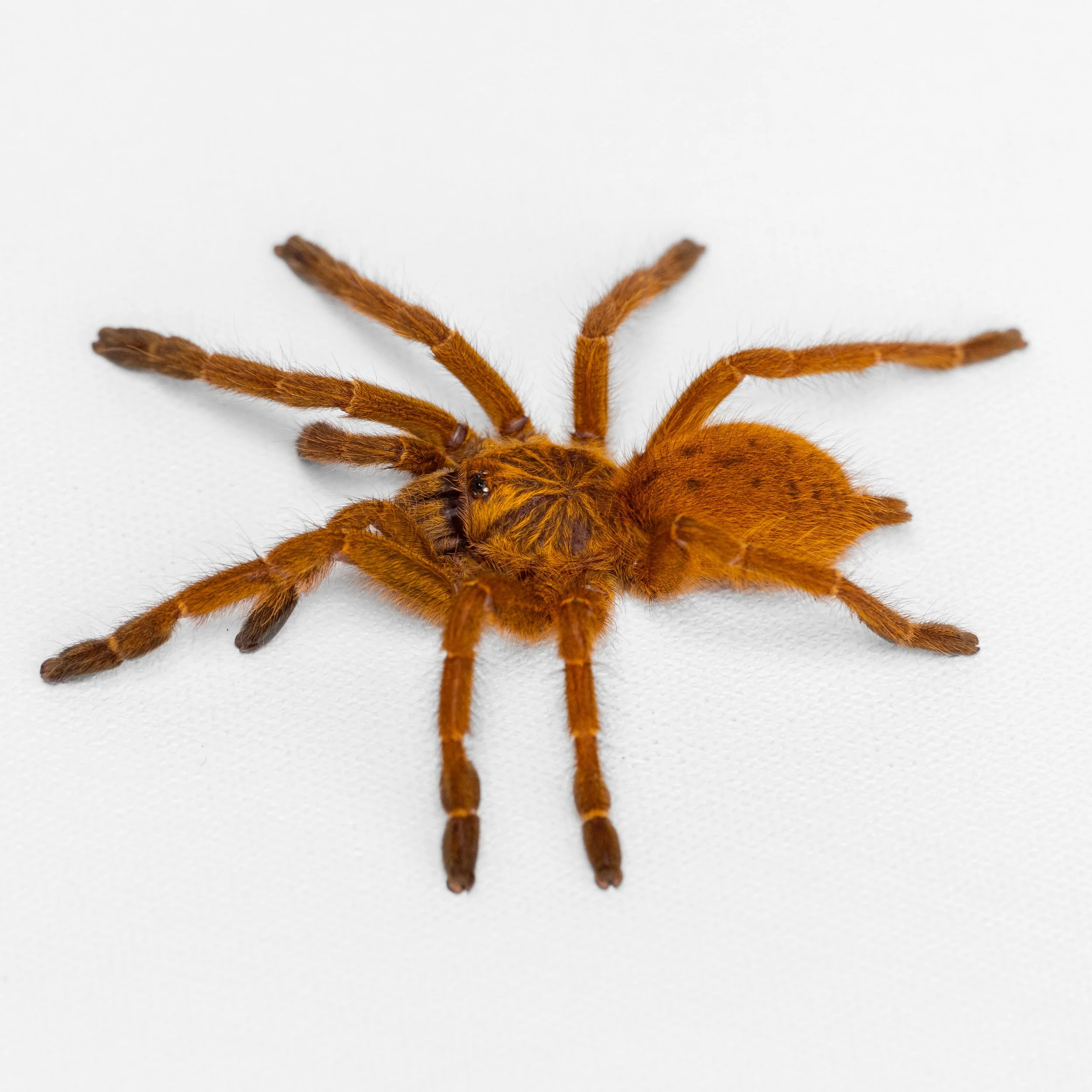 Pterinochilus murinus “Usambara RCF” - Orange Baboon Tarantula - Red Color Form