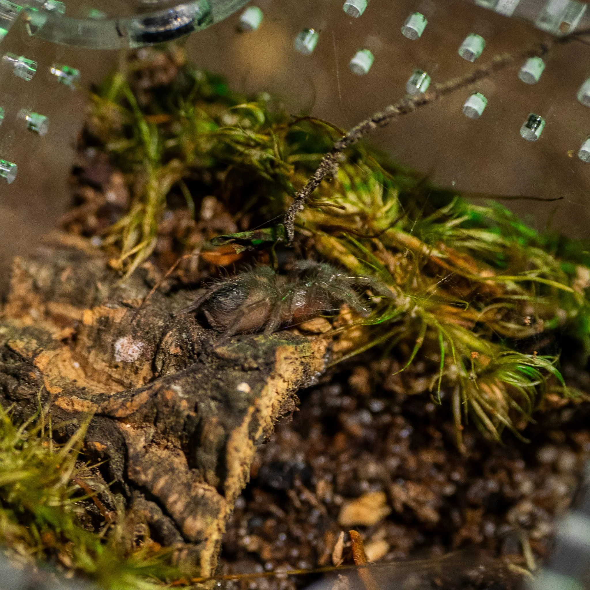 Sericopelma angustum - Costa Rican Red Tarantula