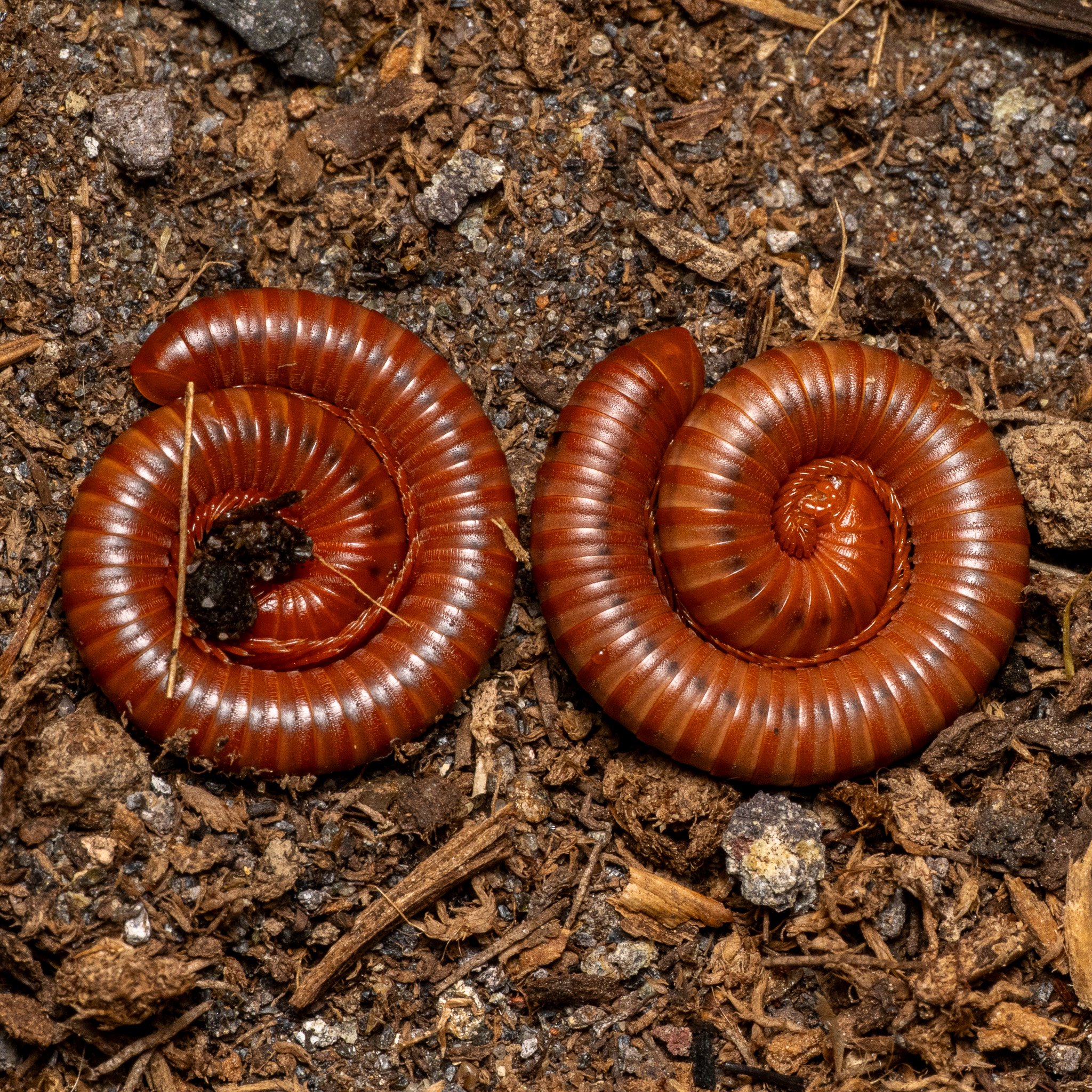 Trigoniulus corallinus - Scarlet Millipede