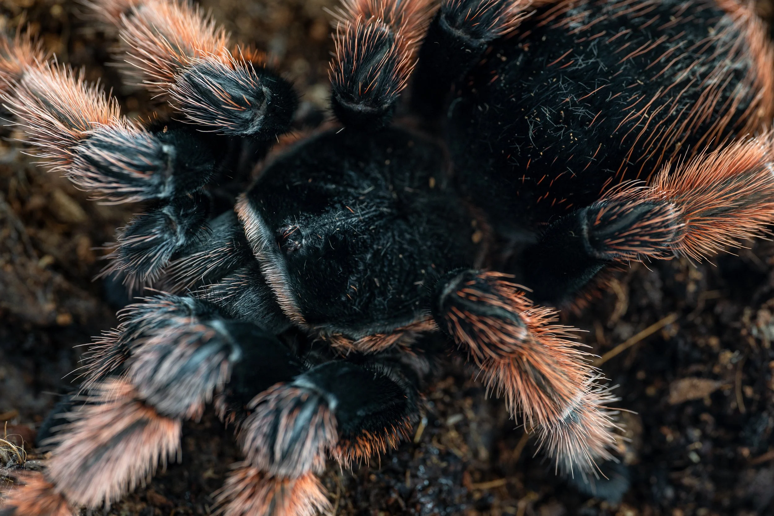 AdobeStock_730050279.jpeg