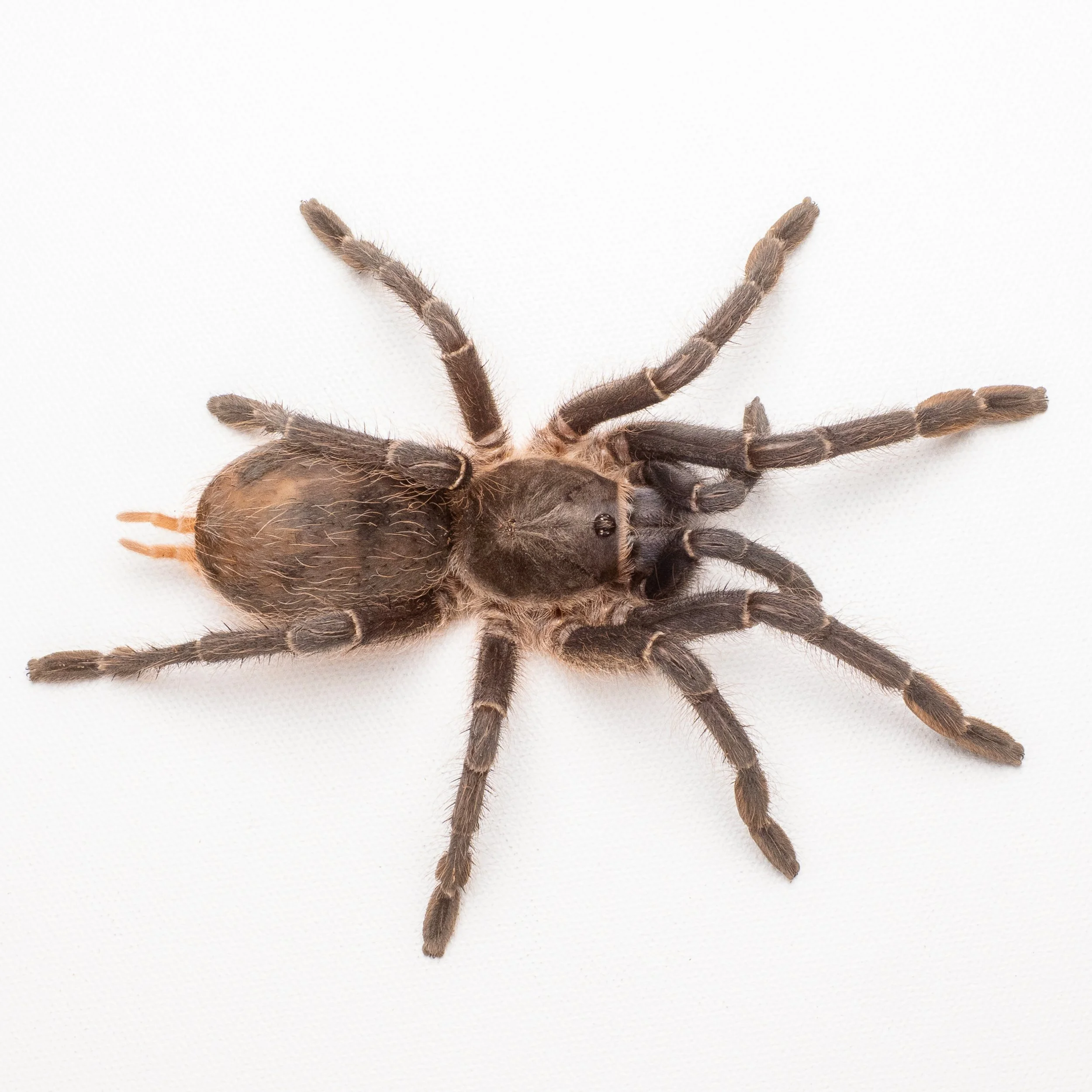 PG928500.jpg