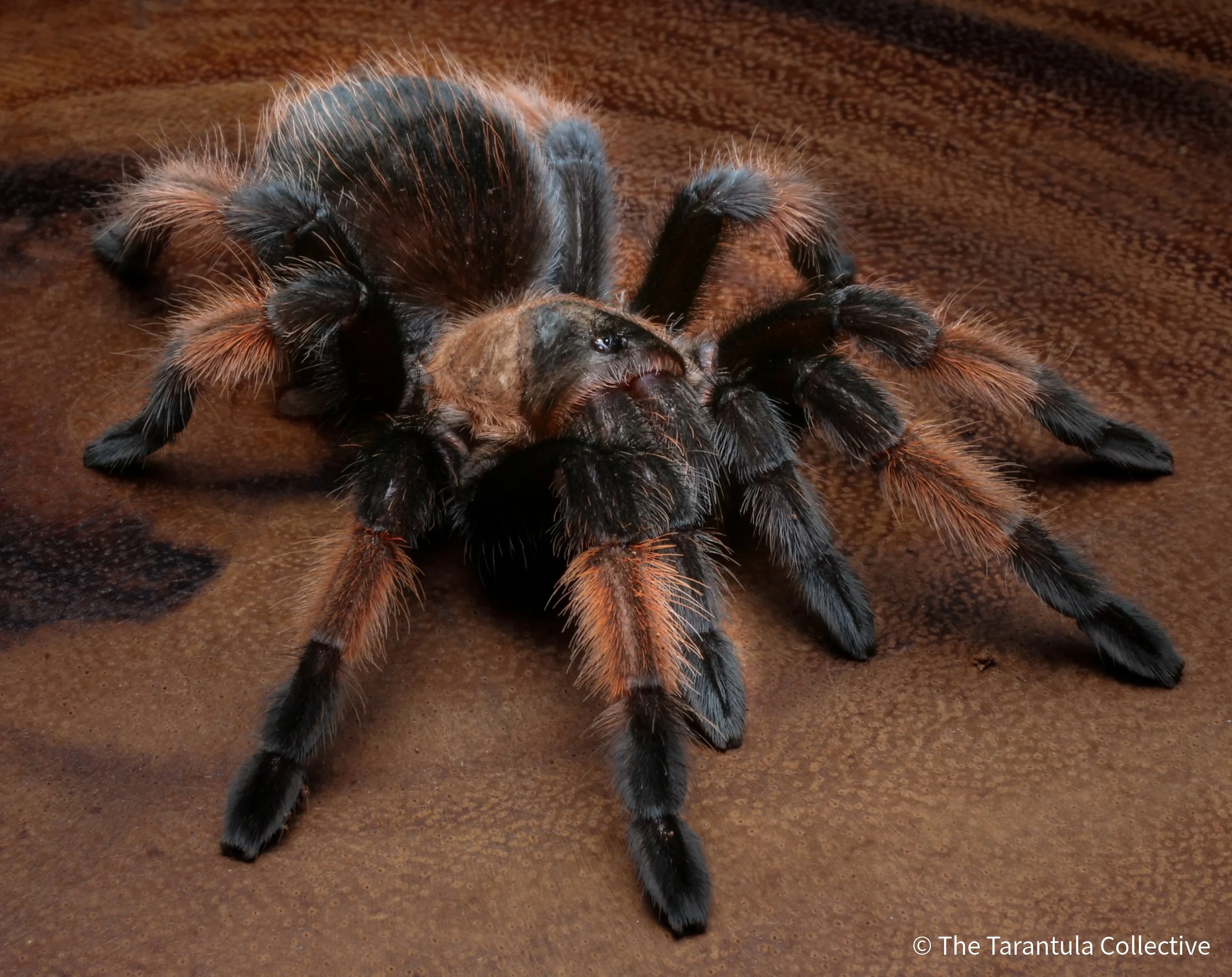 Brachypelma emilia — The Tarantula Collective