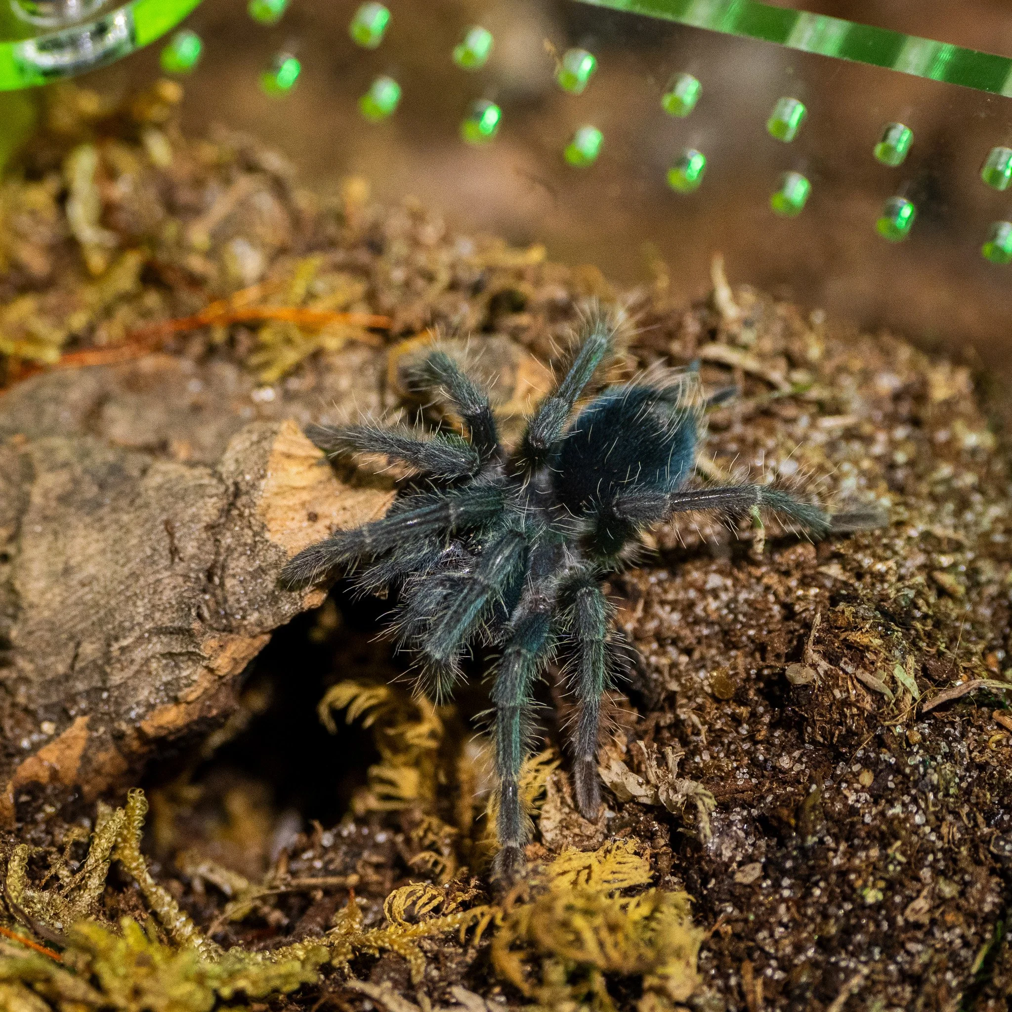 Phormictopus cancerides - Haitian Brown Birdeater Tarantula