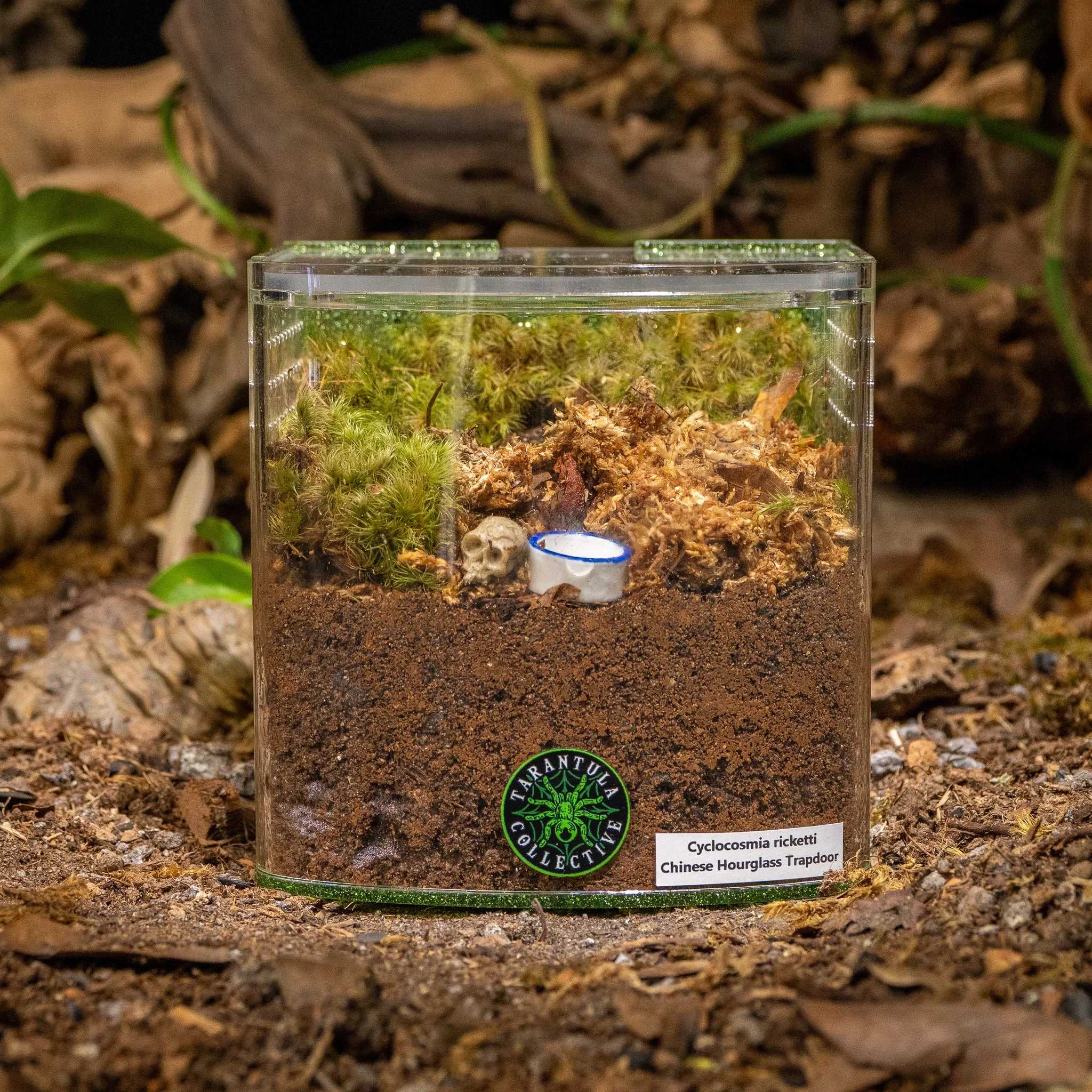 Cyclocosmia ricketti - Chinese Hourglass Trapdoor Spider