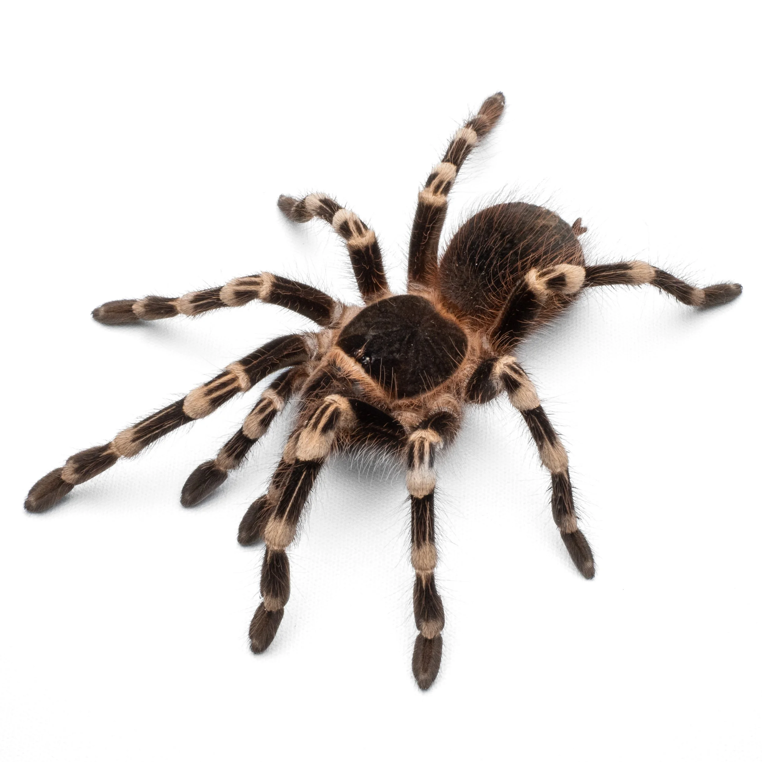 Acanthoscurria geniculata - Brazilian Giant White-Knee - 2" w/ Bioactive Enclosure