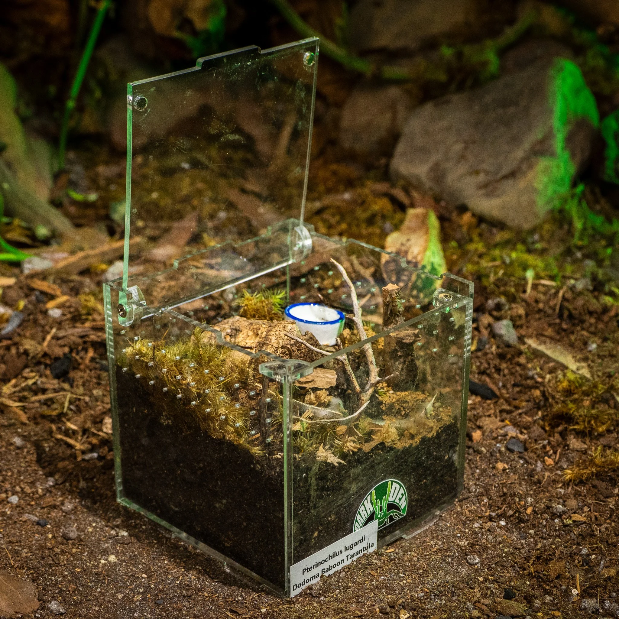 Pterinochilus lugardi - Fort Hall Baboon Tarantula