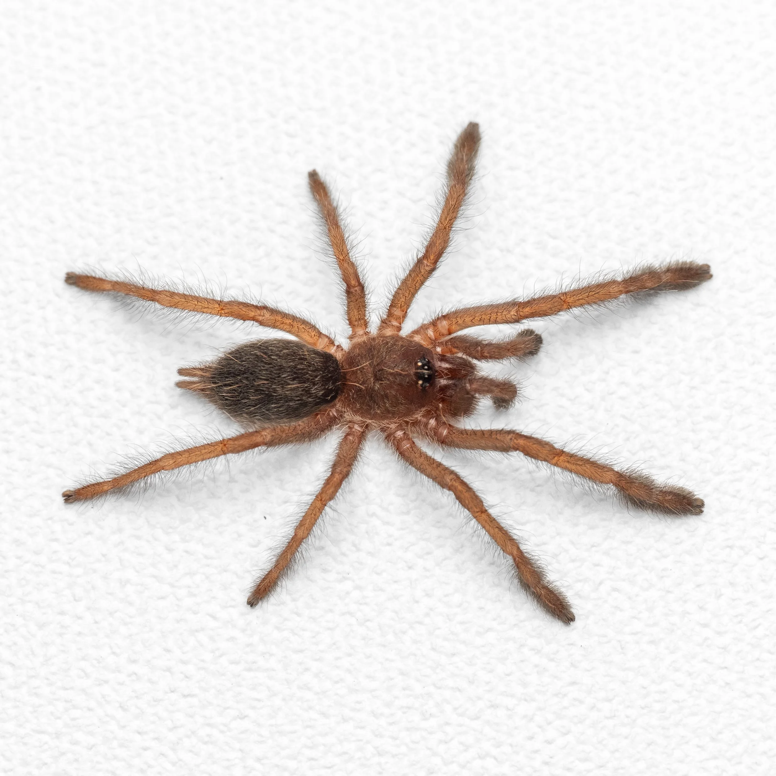 Tapinauchenius sanctivincenti - St. Vincent's Tree Spider - 0.5" Spiderling