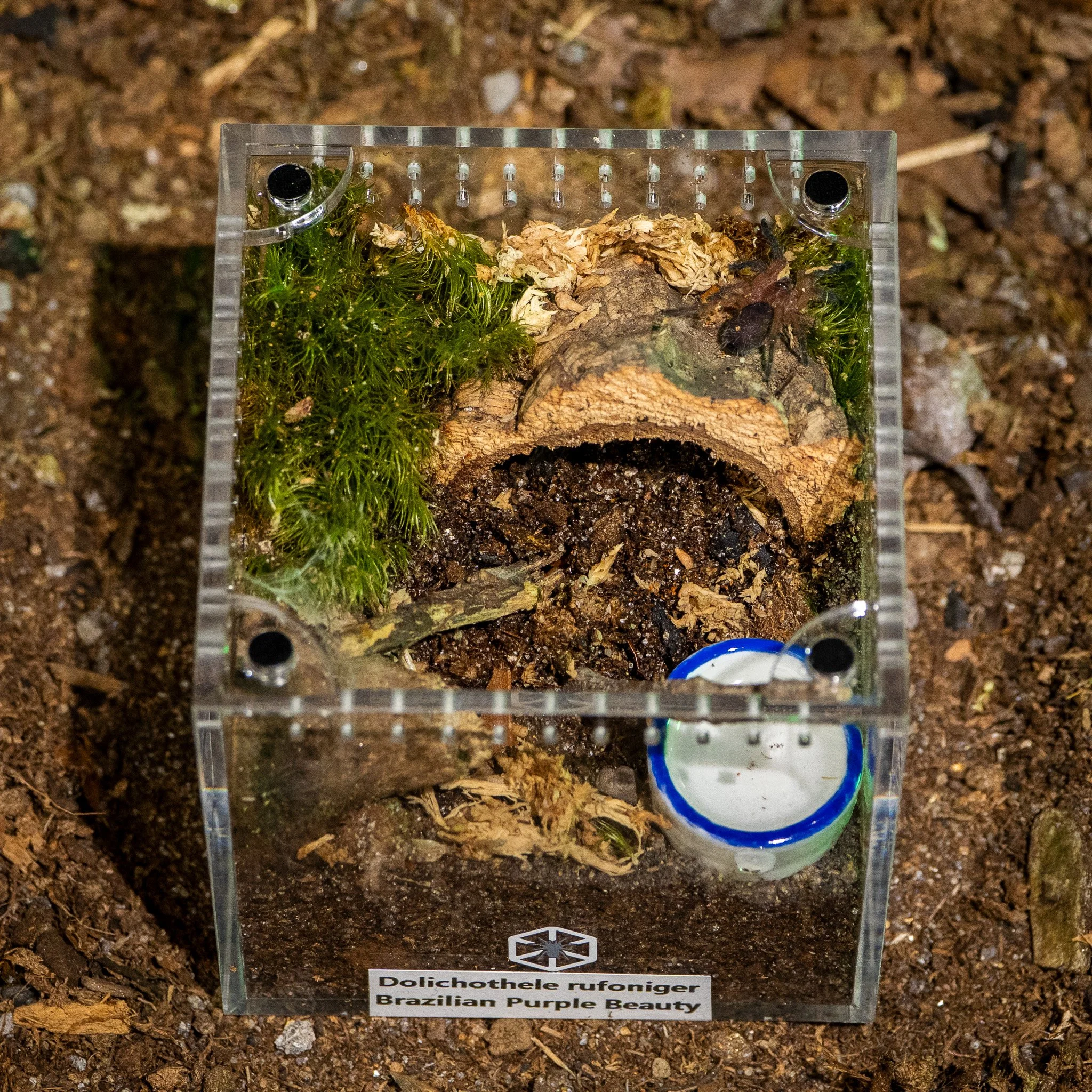 Dolichothele rufoniger - Brazilian Purple Beauty Tarantula
