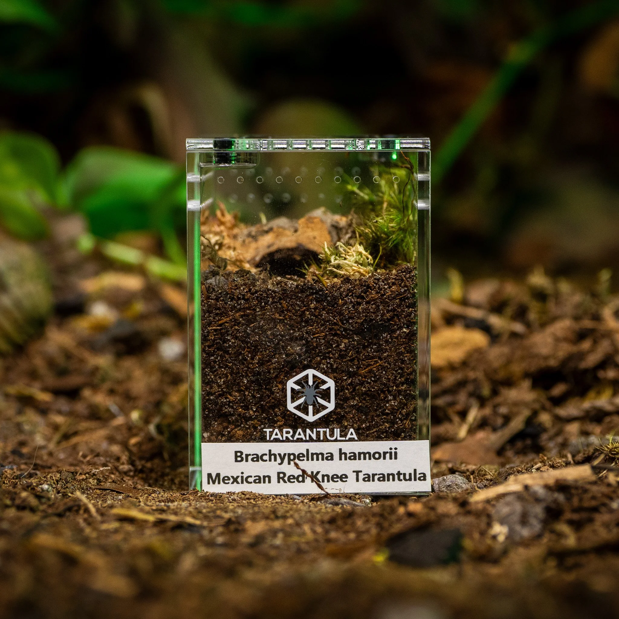 Brachypelma hamorii - Mexican Red Knee Tarantula
