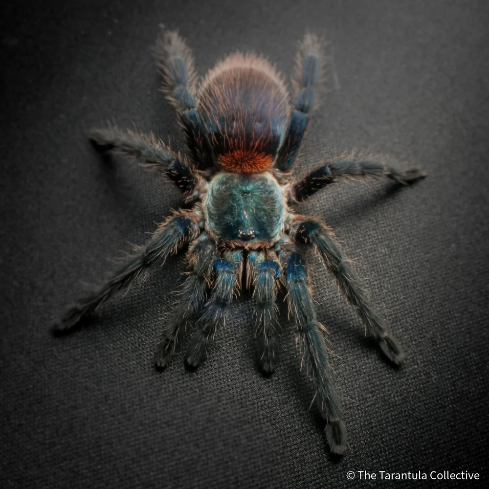 Dolichothele diamantinensis Care — The Tarantula Collective