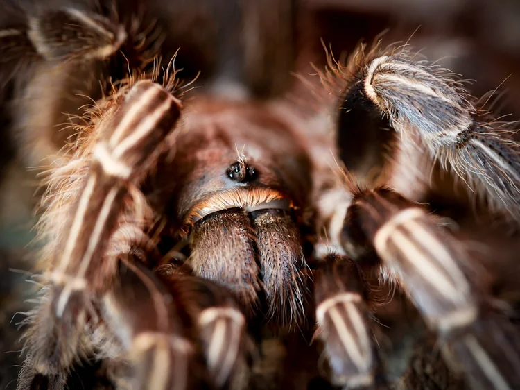 Aphonopelma seemanni Care — The Tarantula Collective