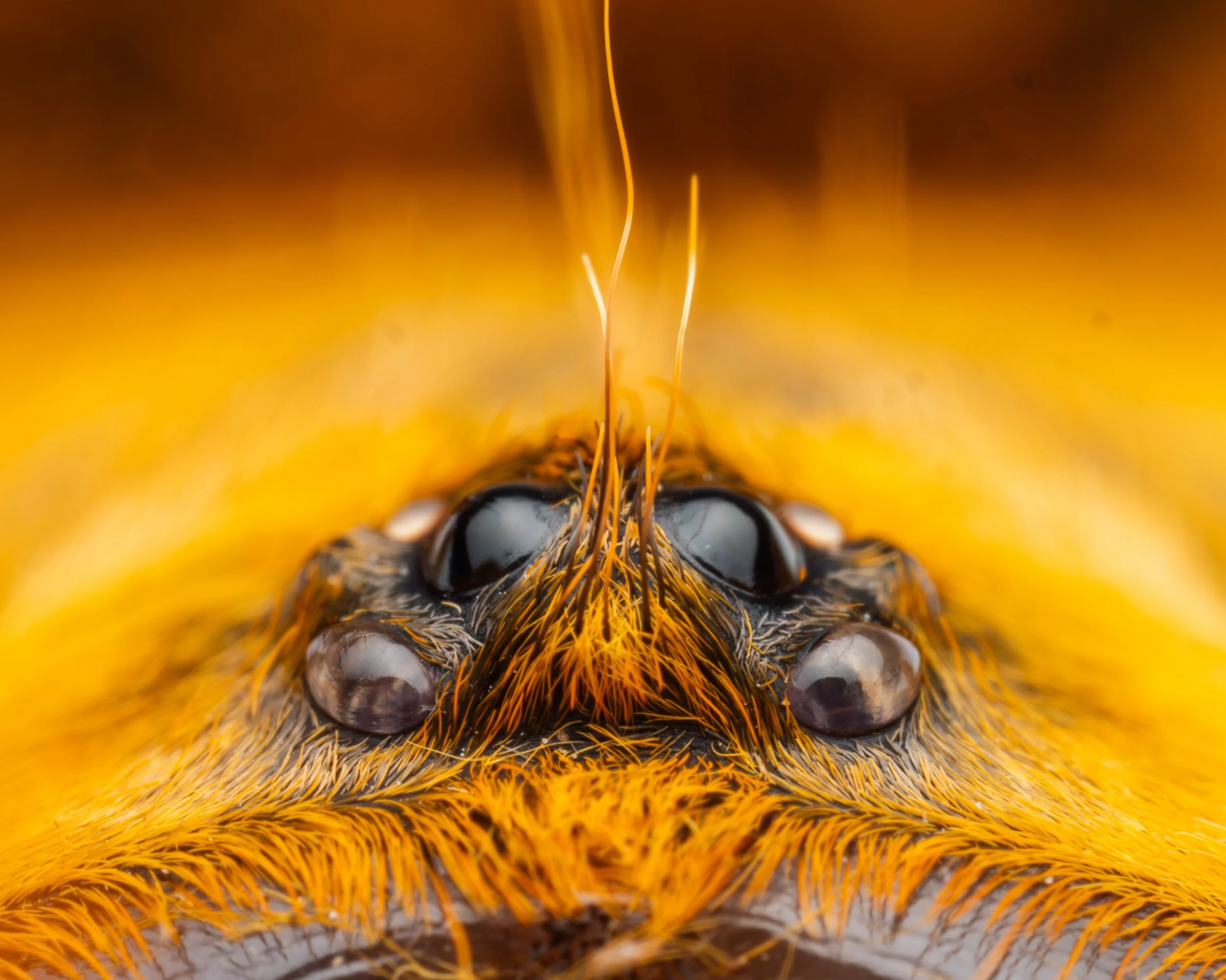 Eyes to Eyes – Pterinochilus murinus 12x12