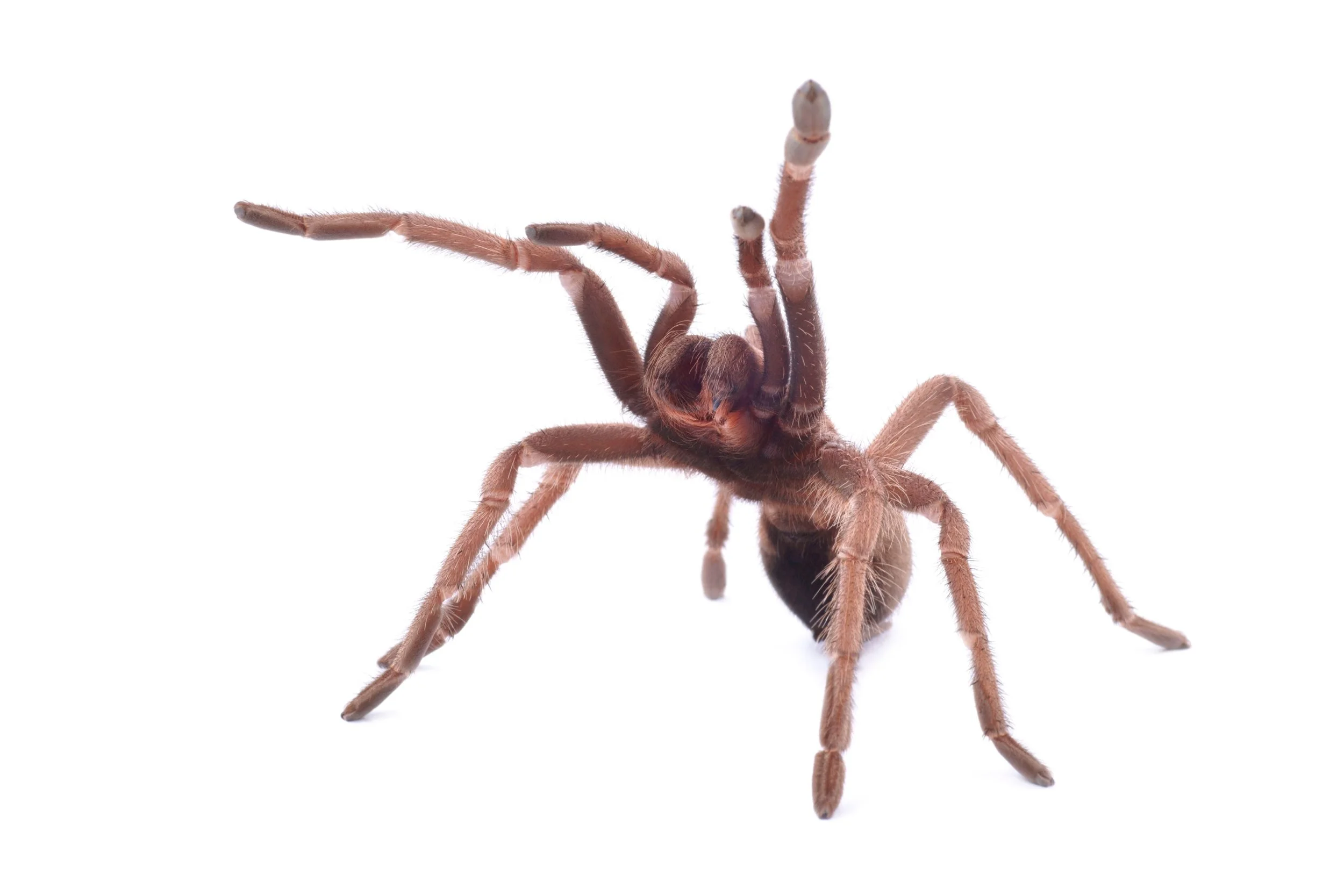 Phormictopus cancerides - Haitian Brown - 0.75-1" w/ Tarantula Collective 3" Cube